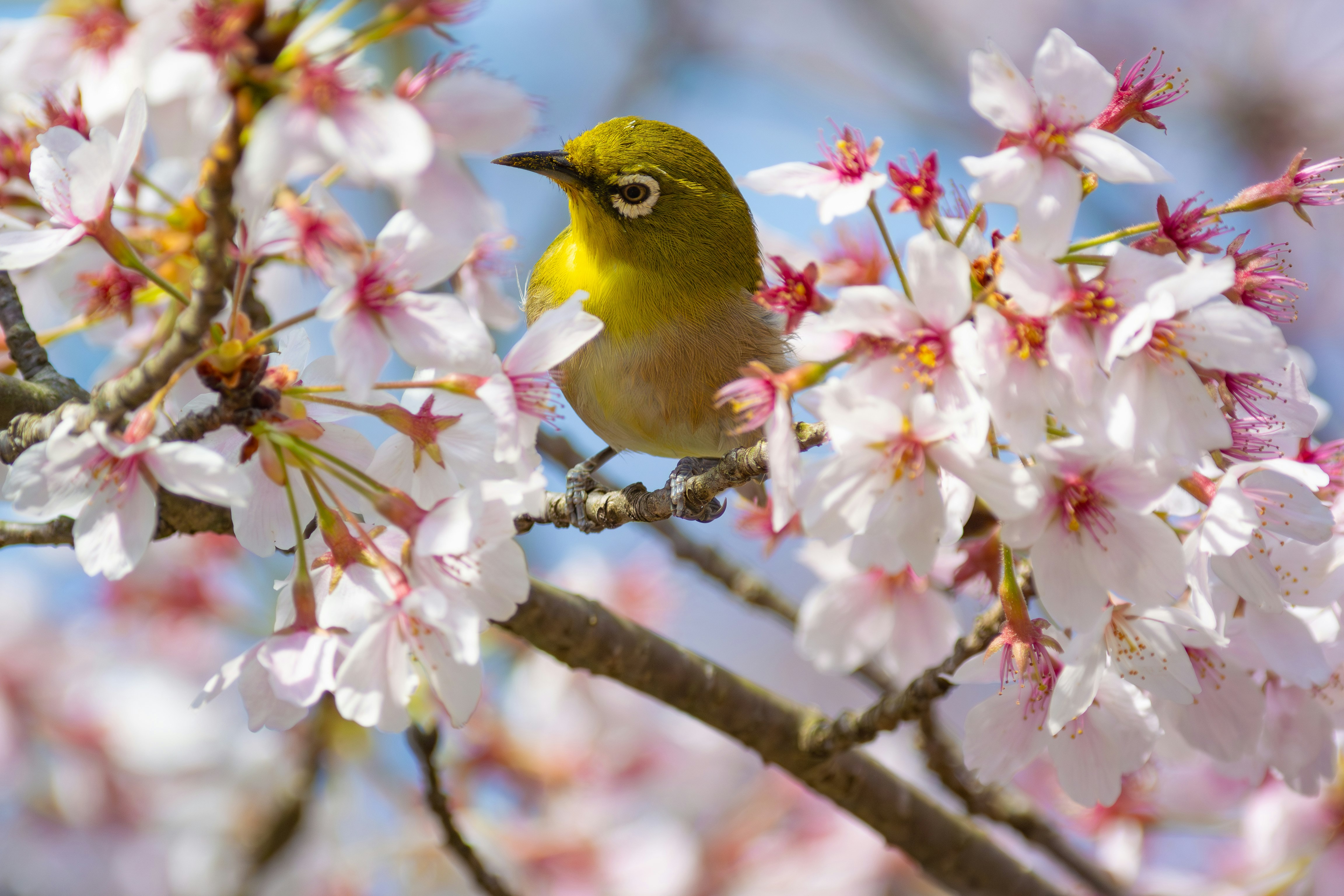 uccellino giallo posato tra i fiori di ciliegio