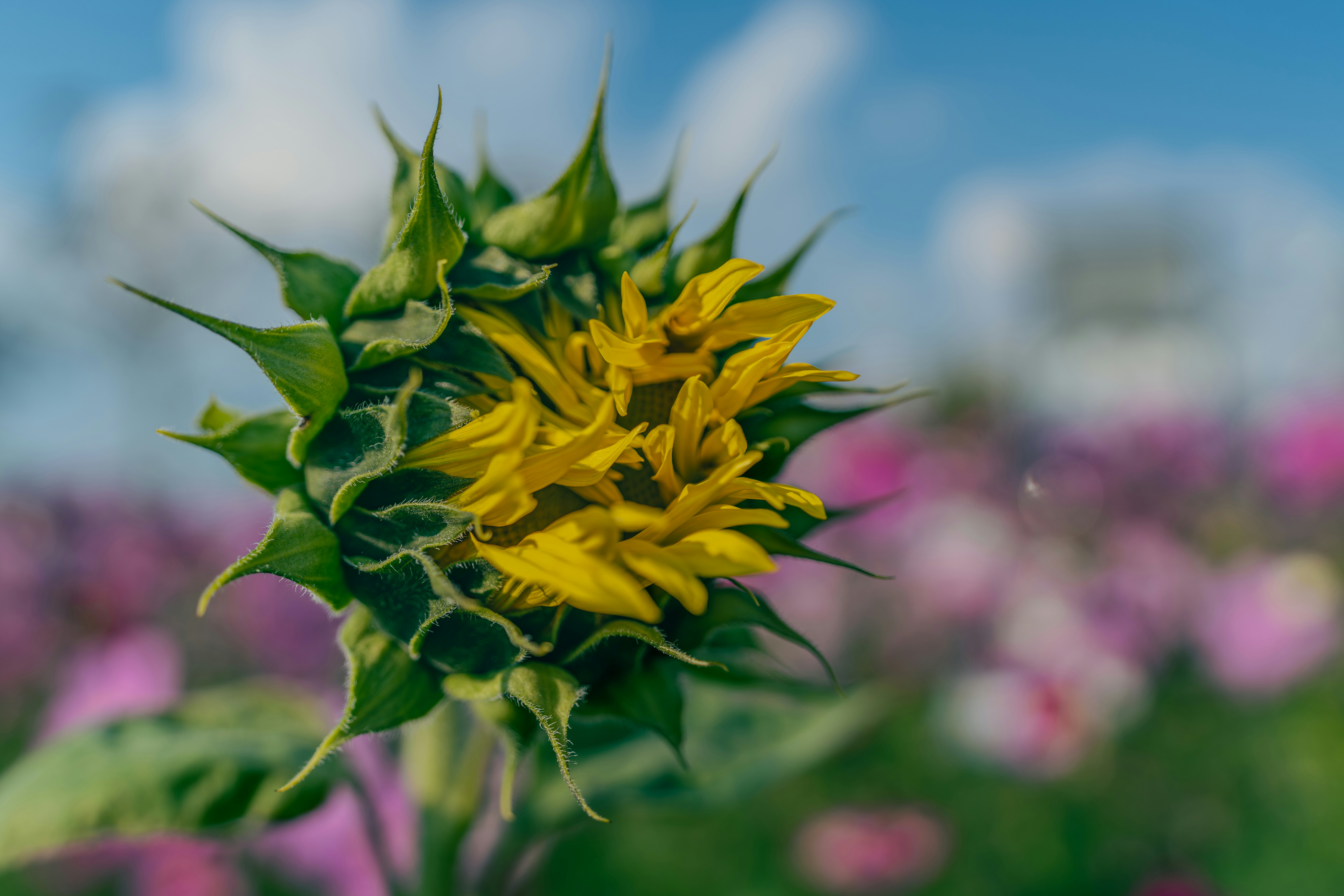 黄色い花束とボケた花畑のある花のクローズアップ