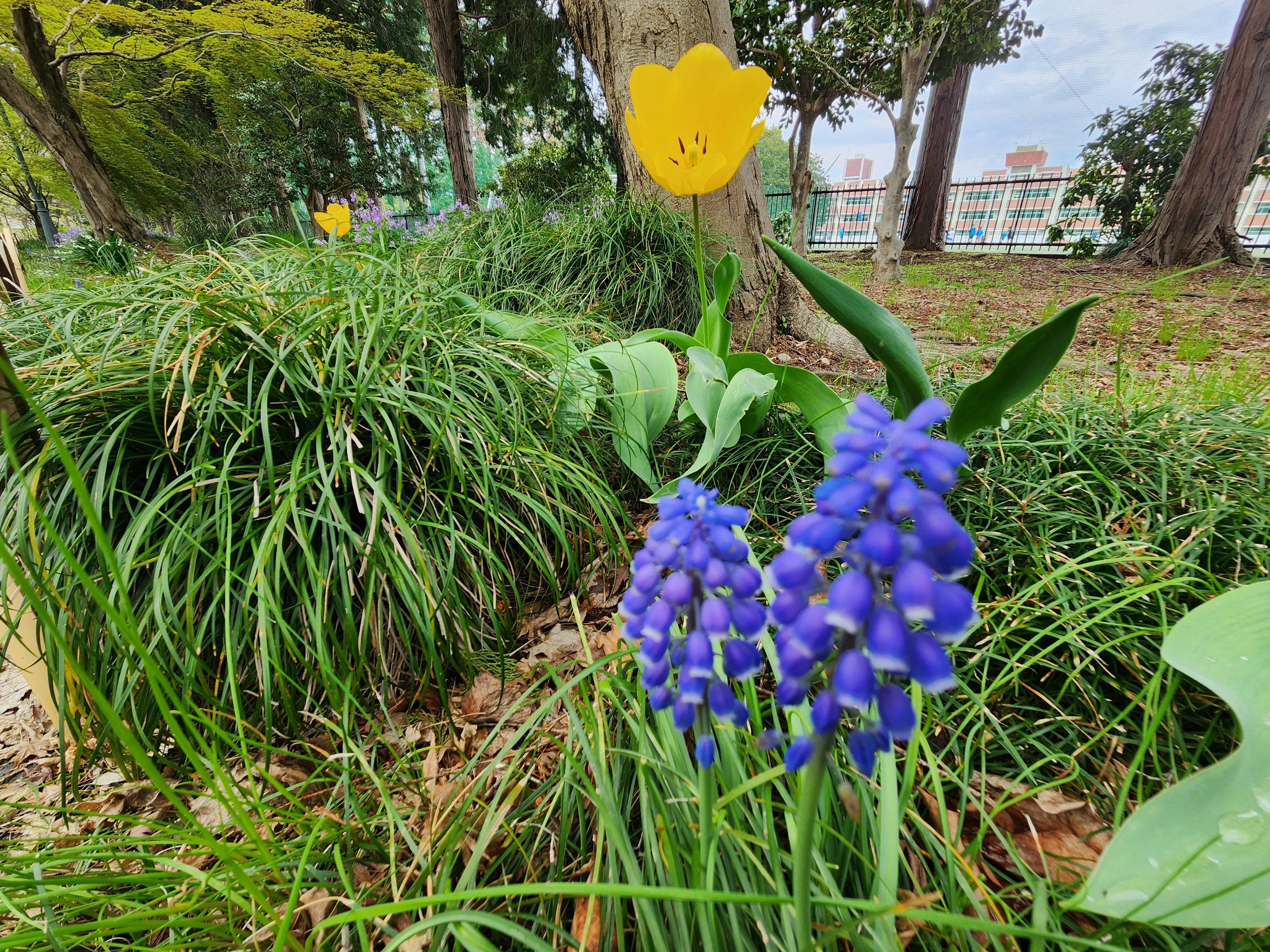 春の庭で咲く黄色い花と紫色のムスカリの花
