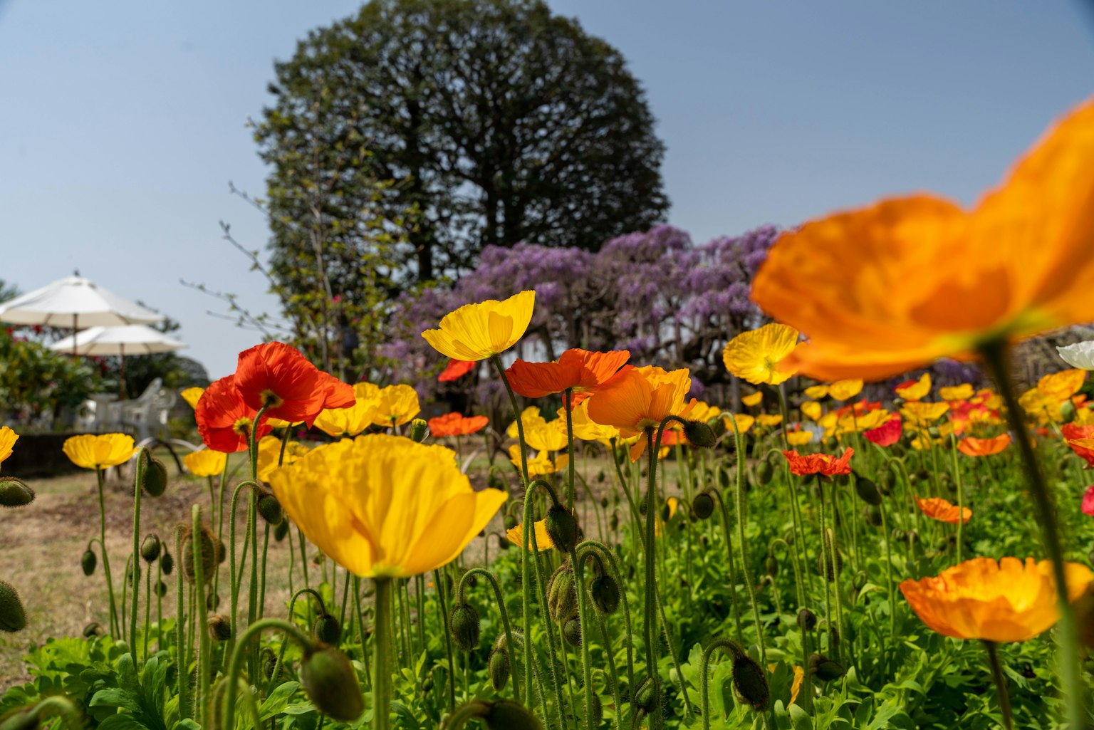 Lebendige Gartenszene mit bunten Blumen einschließlich gelben und orangefarbenen Mohnblumen und einem lila Baum im Hintergrund
