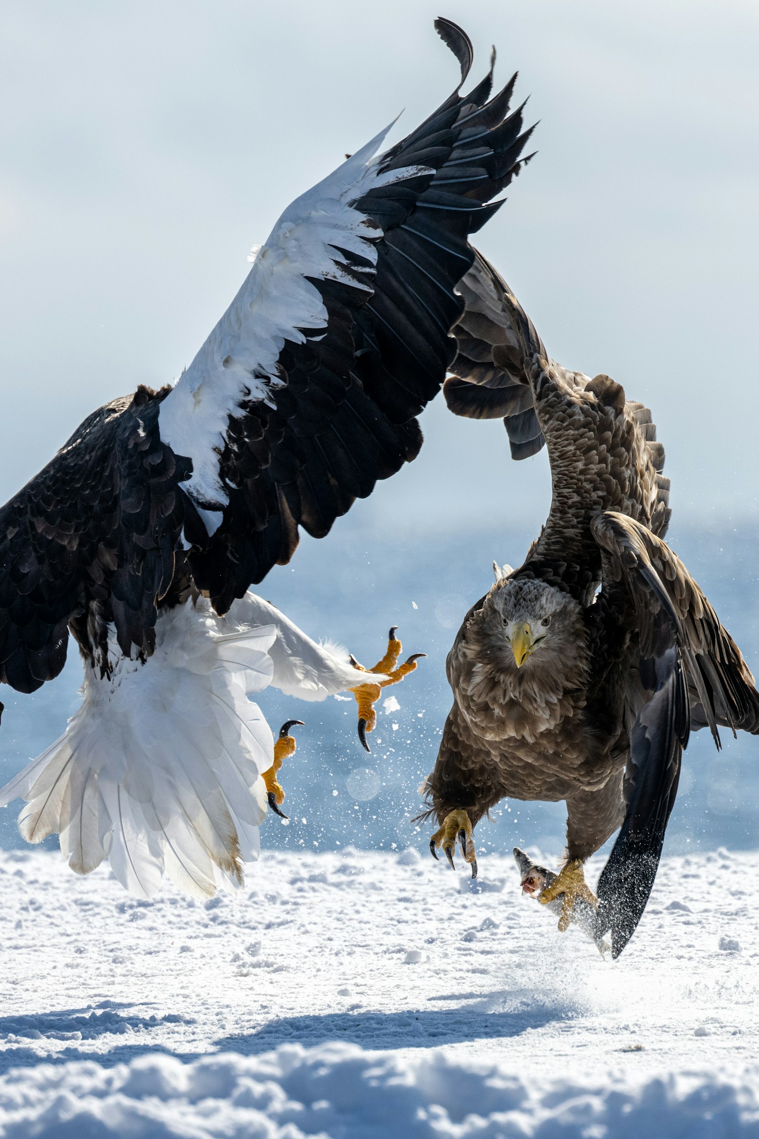 Momento dinámico de dos águilas luchando sobre la nieve
