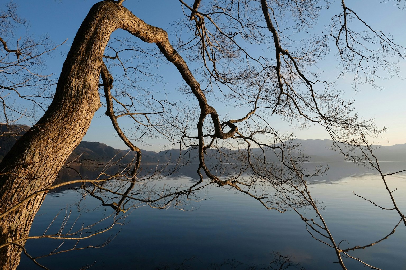 Silhouette eines Baumes über ruhigem Wasser mit entfernten Bergen