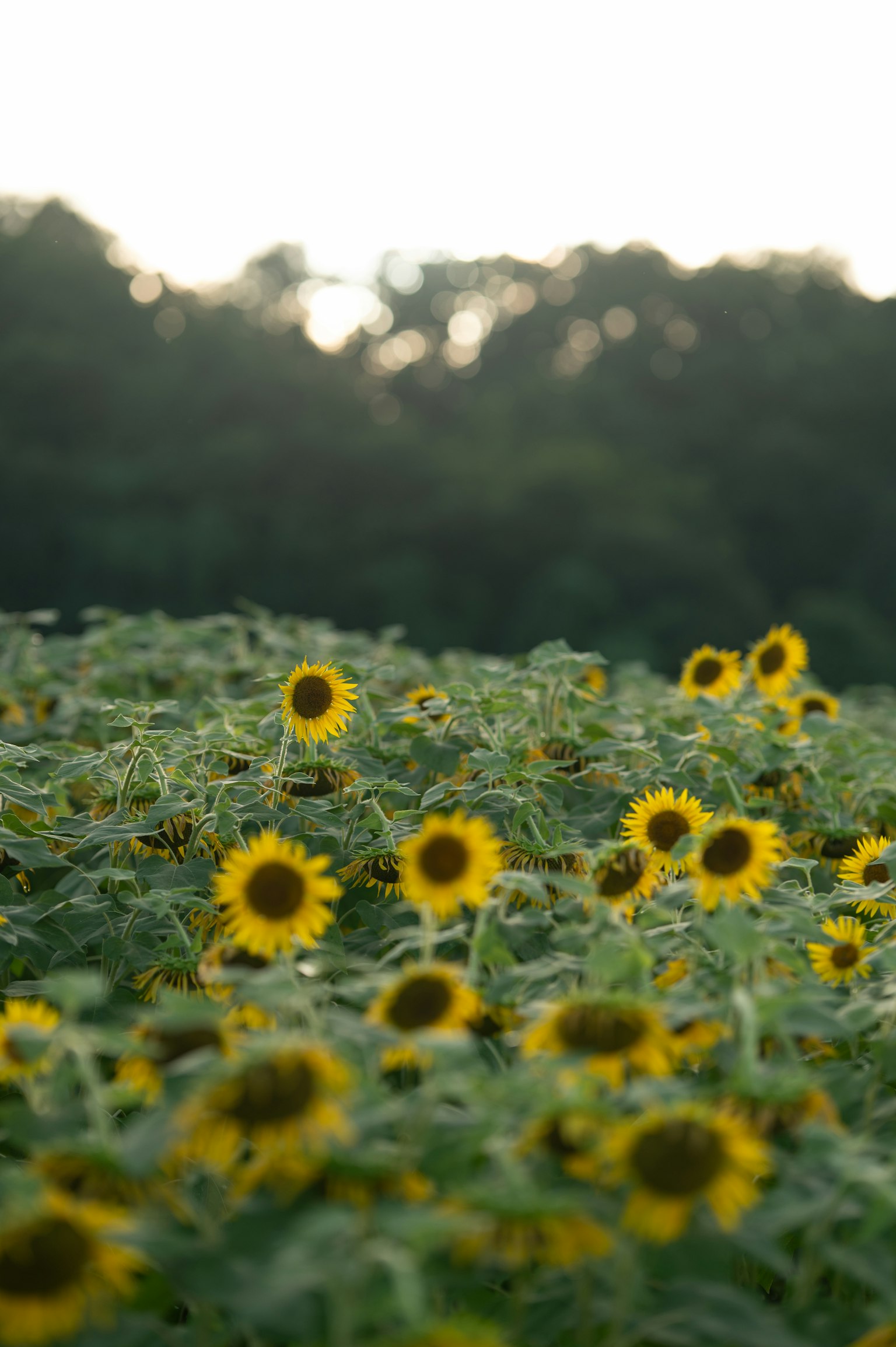 A field of sunflowers with vibrant yellow blooms and trees in the background