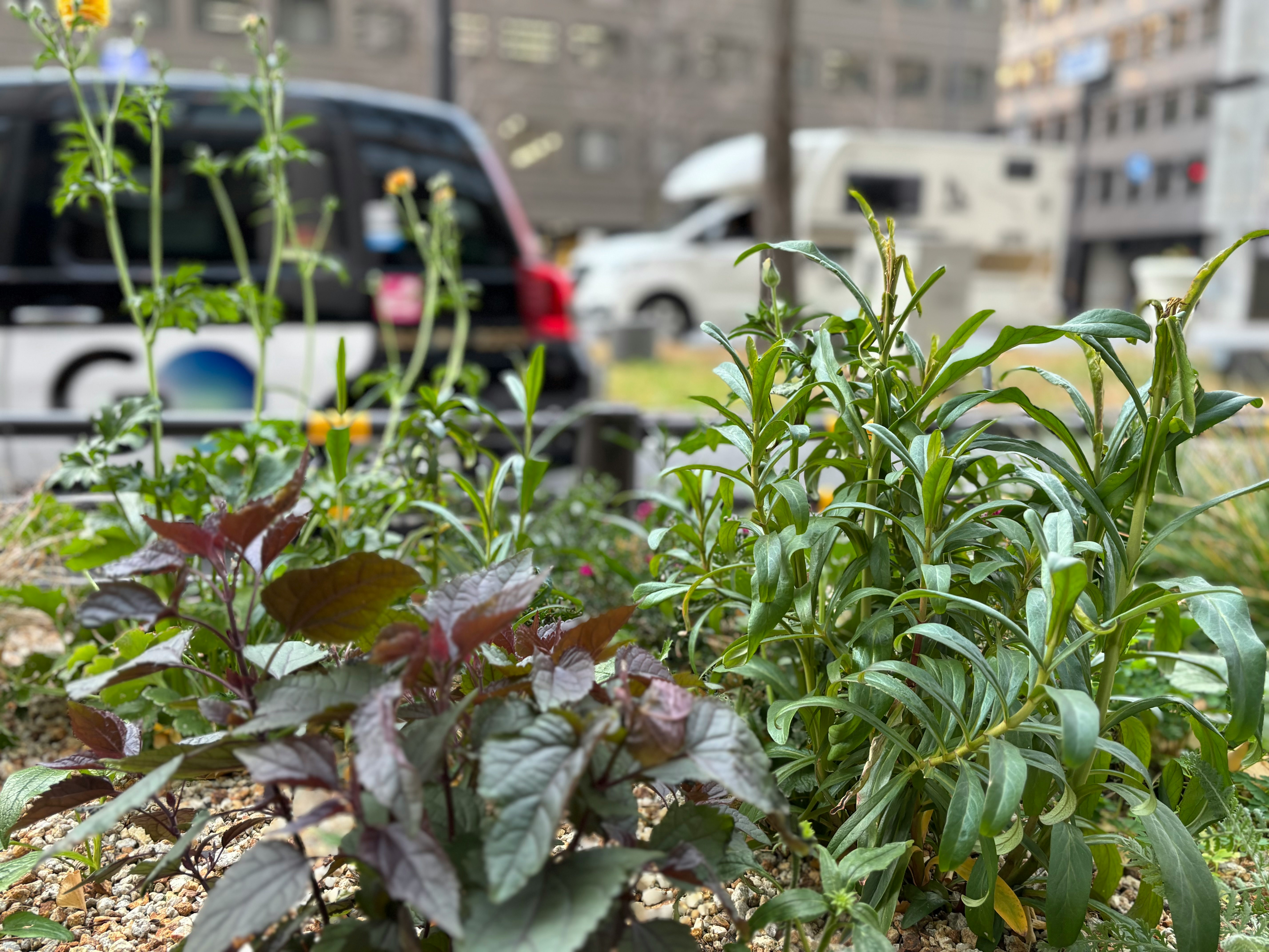 街中の植物と車両の風景 緑と紫の葉が目立つ