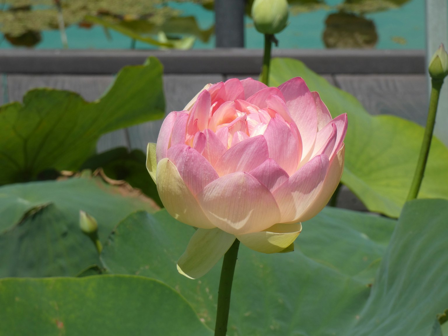 A beautiful pink lotus flower blooming near a blue pond