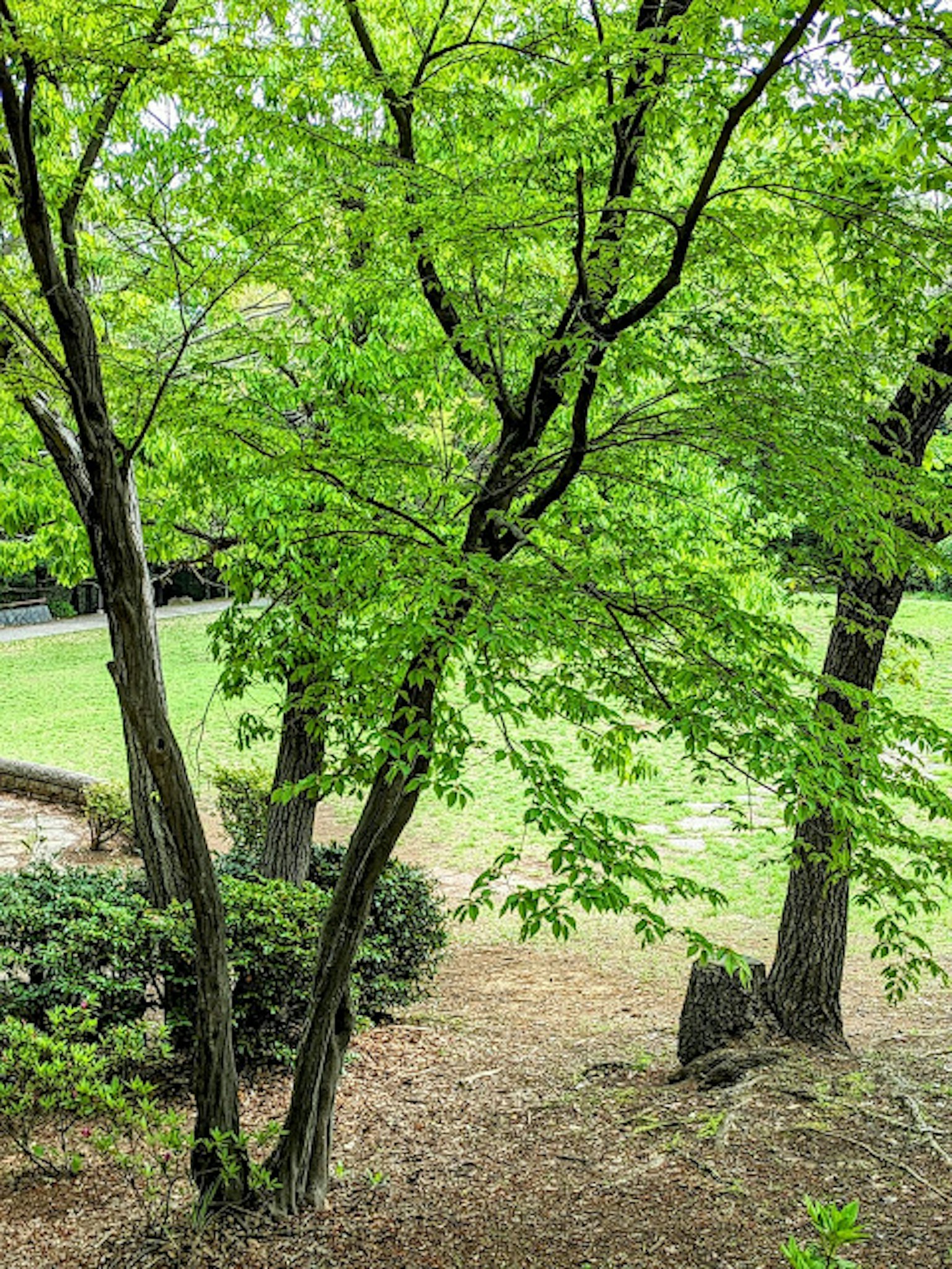 Üppige grüne Bäume in einem Park