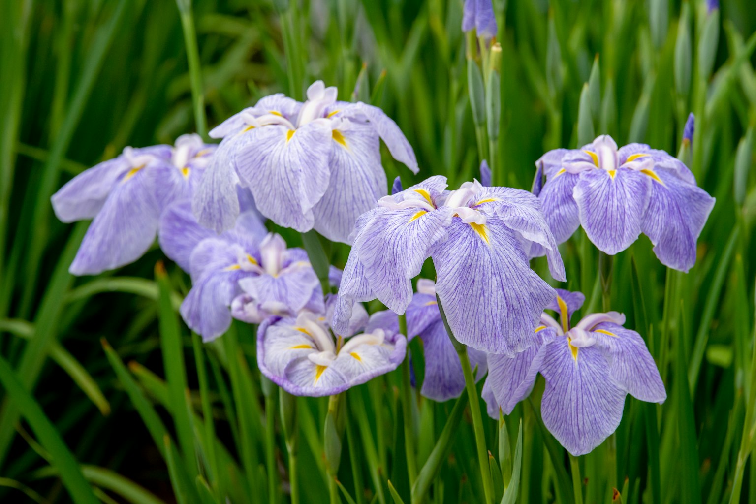 Cluster of iris flowers with lavender petals surrounded by green leaves