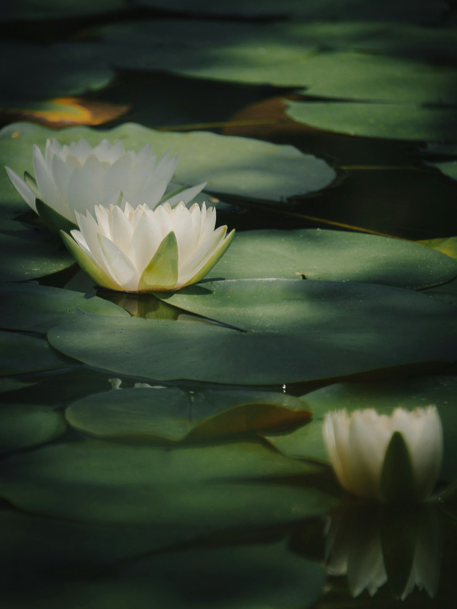 Pemandangan tenang dengan teratai putih mengapung di kolam dengan daun hijau