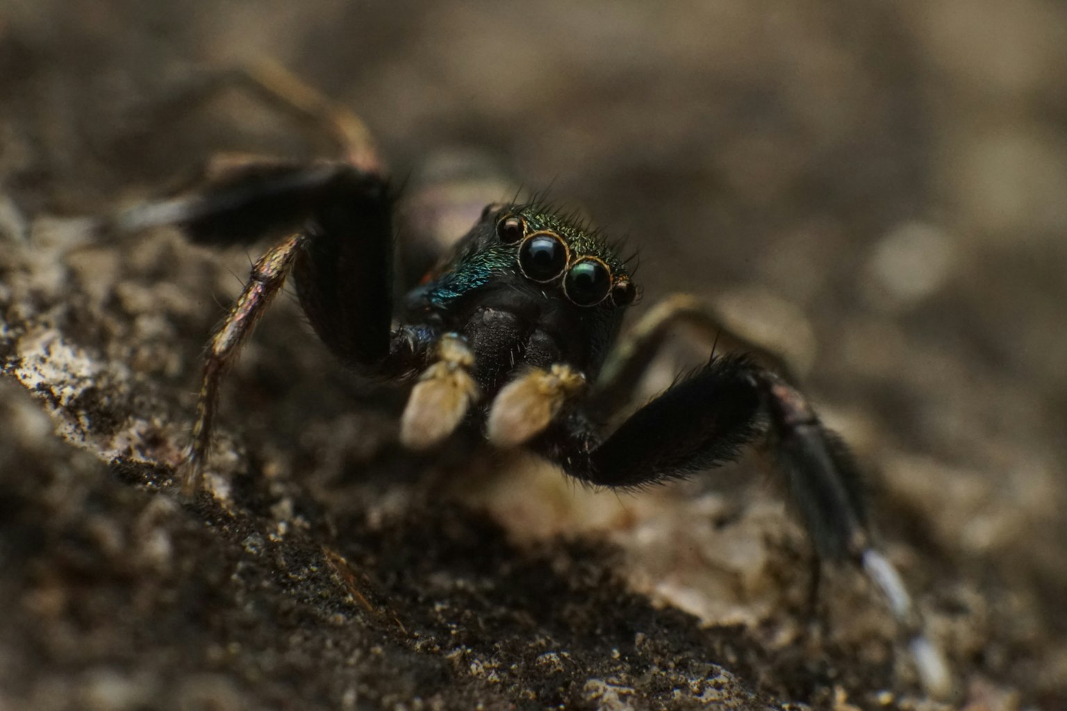 una araña negra con ojos grandes en el suelo