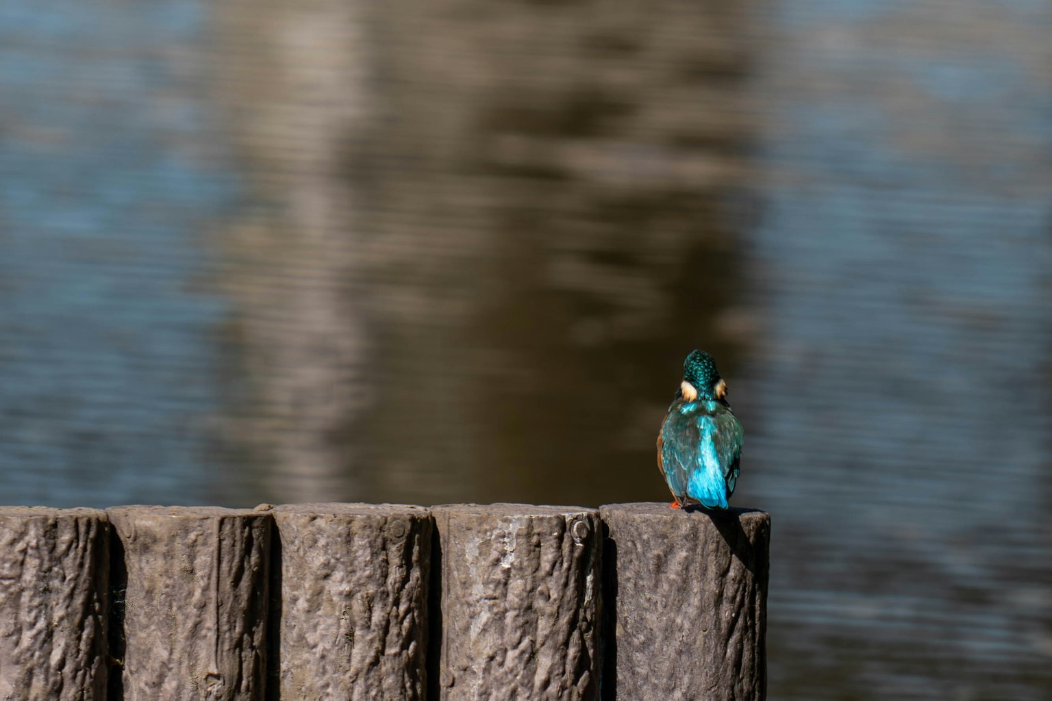 A blue bird perched on a wooden post by the water