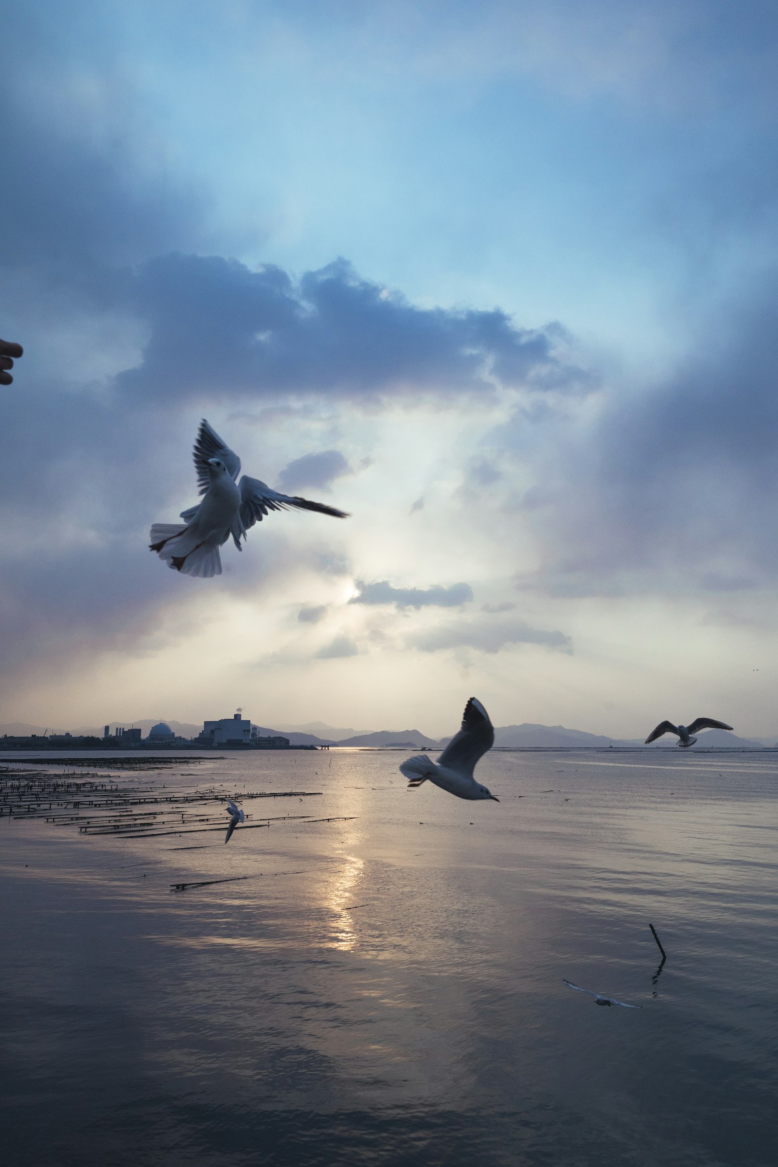 Siluetas de gaviotas volando sobre el mar con un cielo azul
