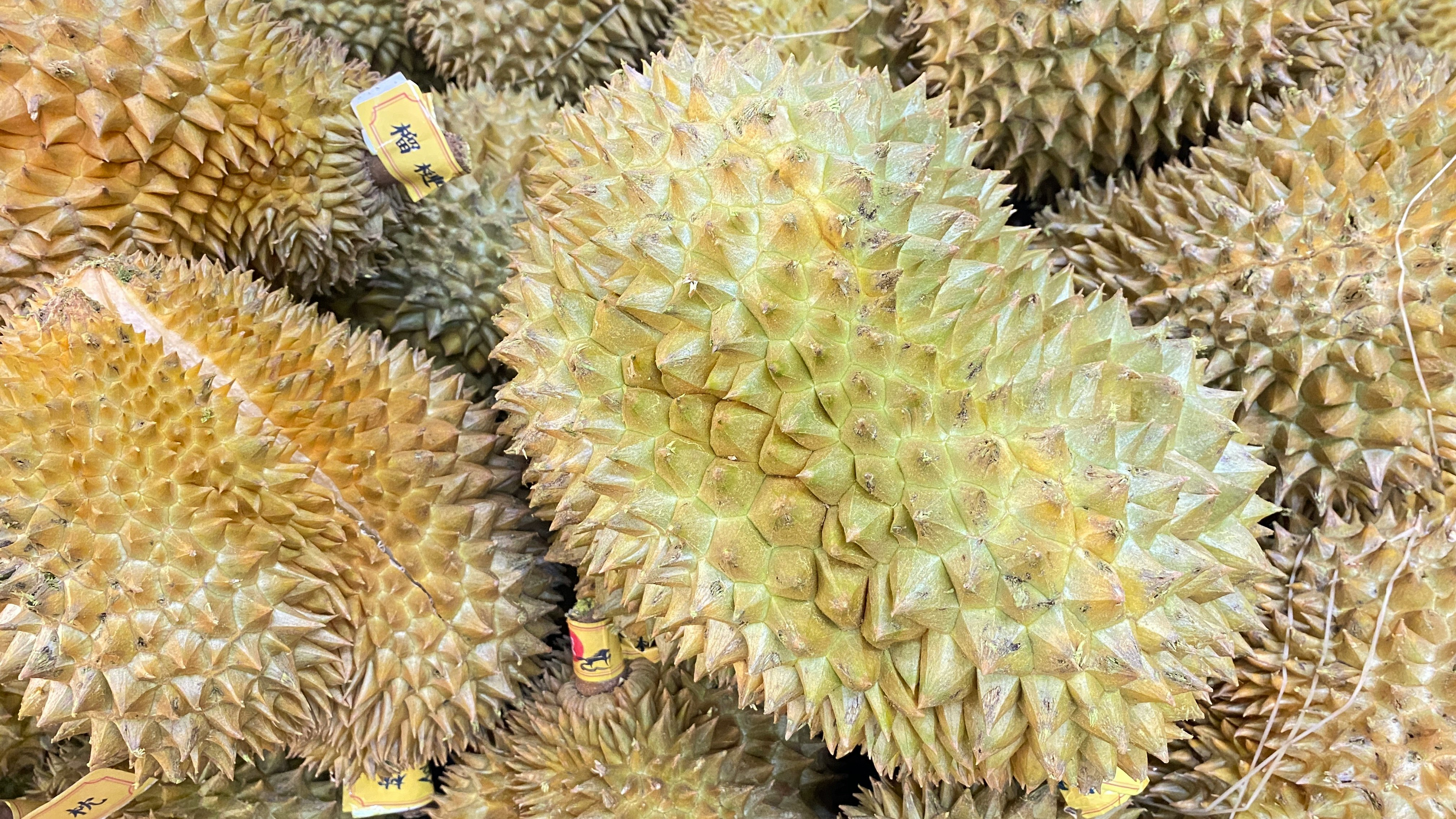 刺刺的榴莲果特写图像