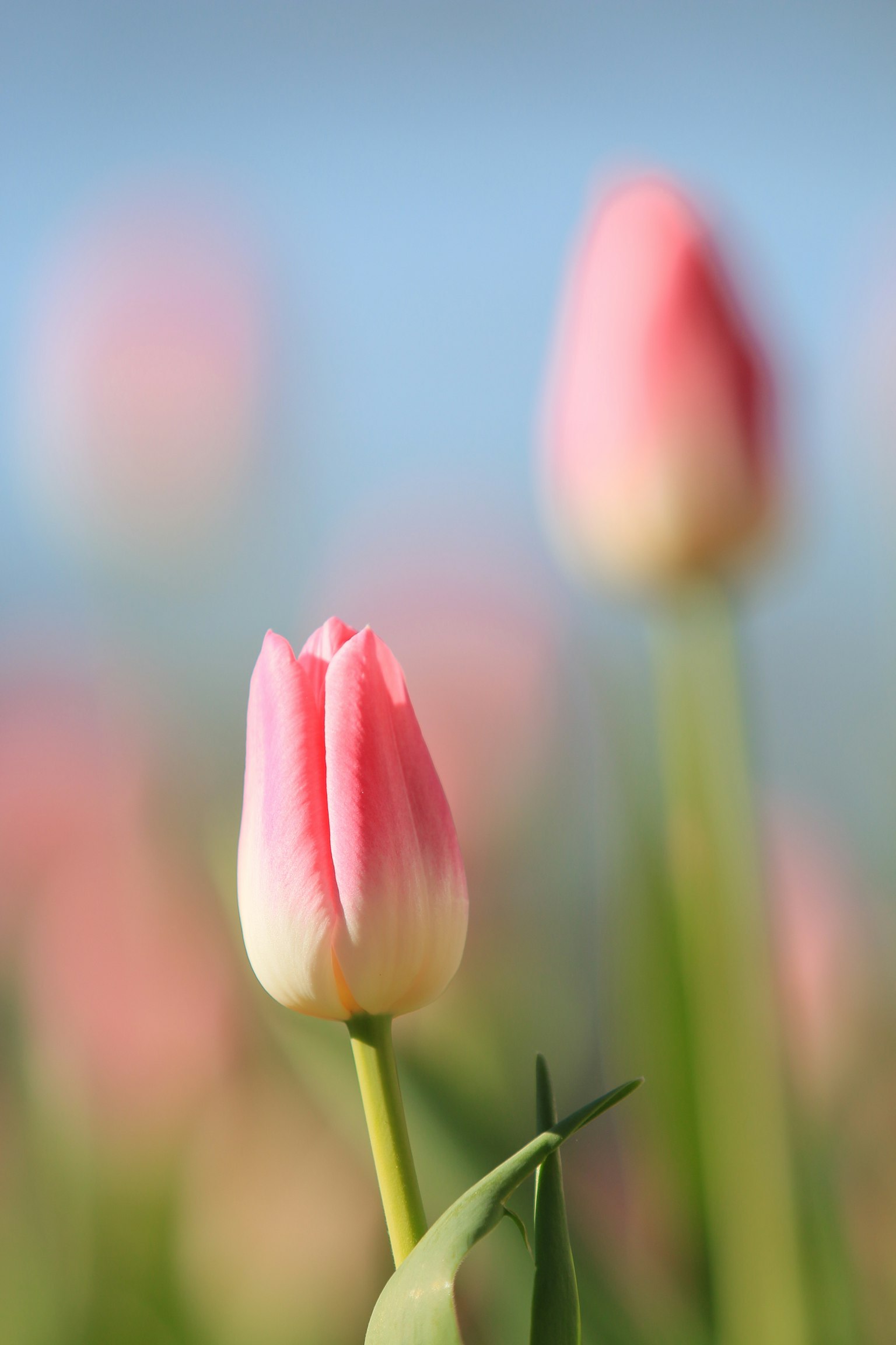 A close-up of pink tulips in a blurred background