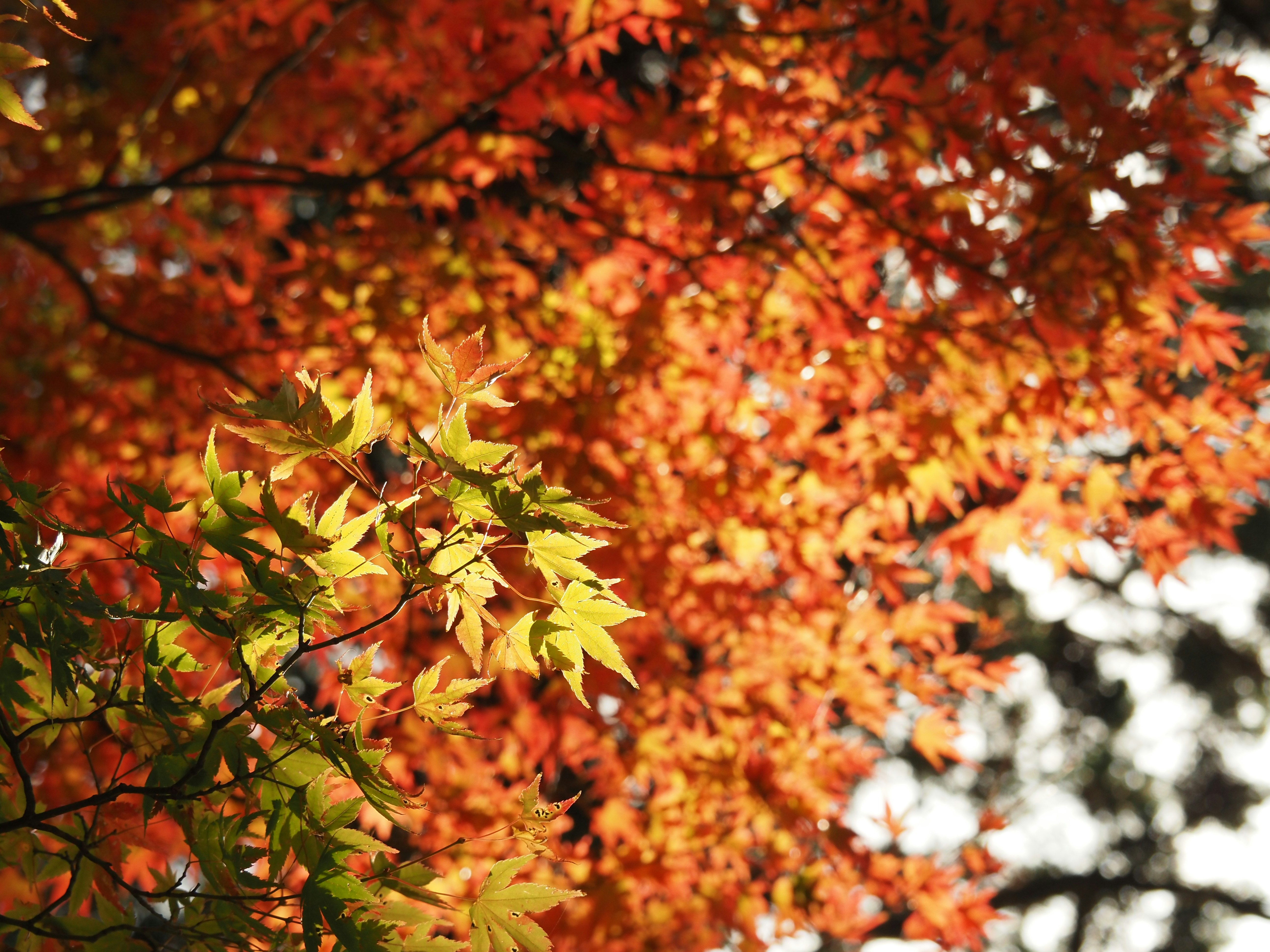 Nahaufnahme von Herbst-Ahornblättern an Zweigen