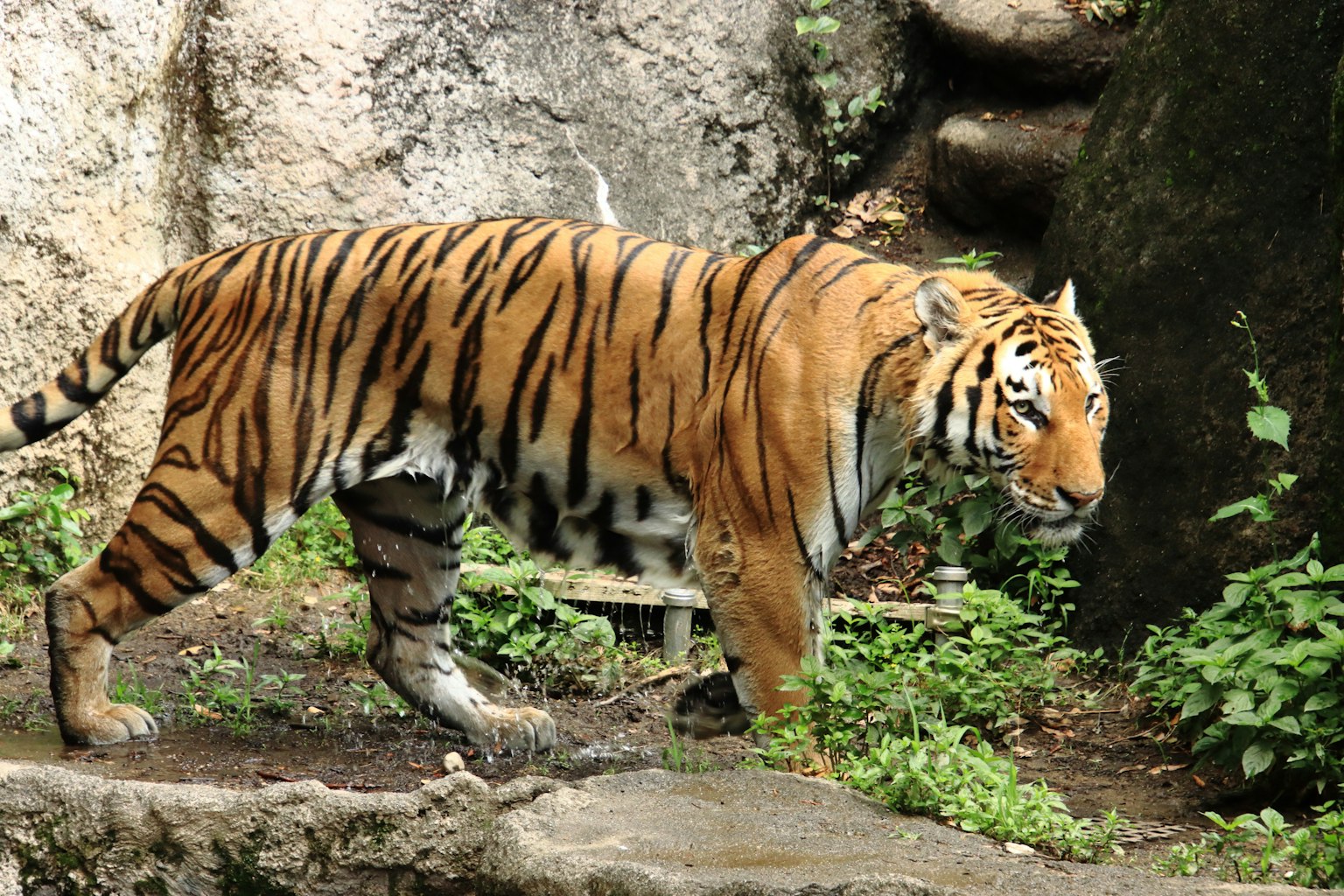 Un tigre che cammina tra l'erba verde e le rocce