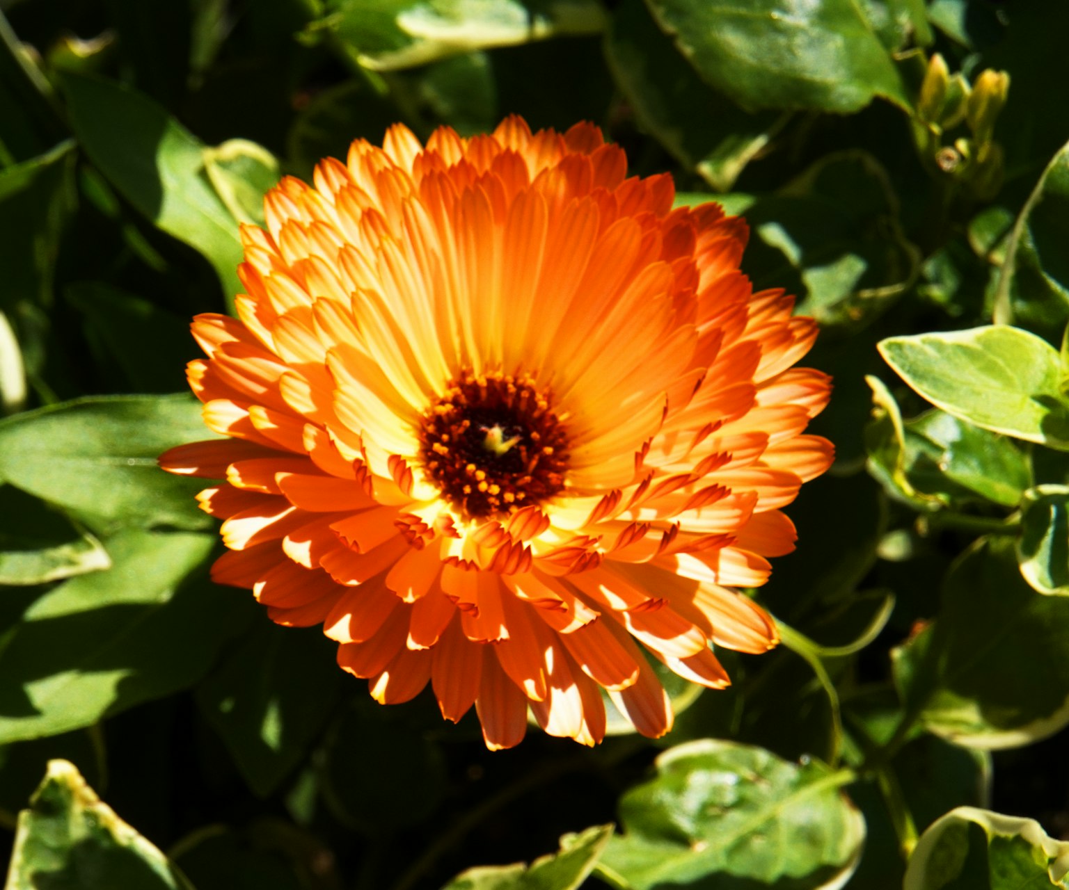 Fleur orange vive fleurissant parmi des feuilles vertes
