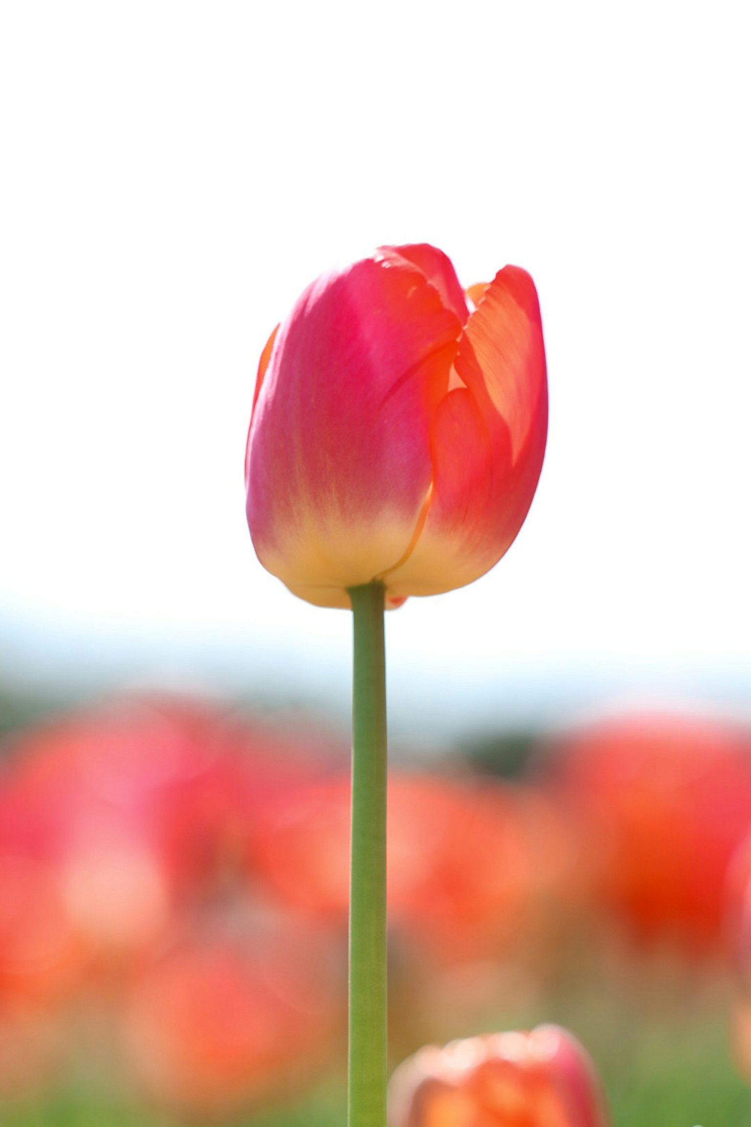 Fiore di tulipano rosa e arancione vibrante che sboccia su uno sfondo morbido