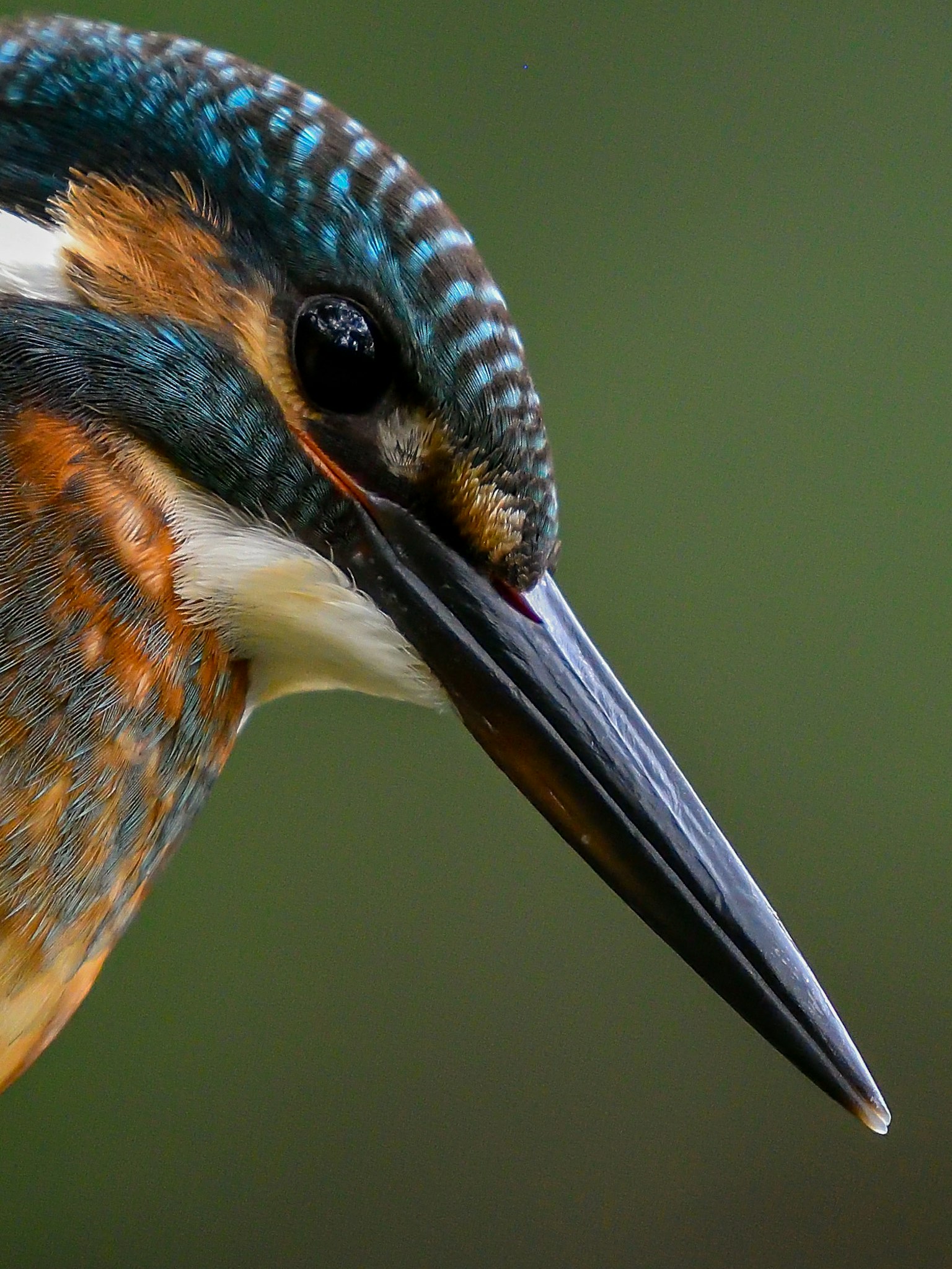 Image en gros plan d'un martin-pêcheur avec des plumes vibrantes
