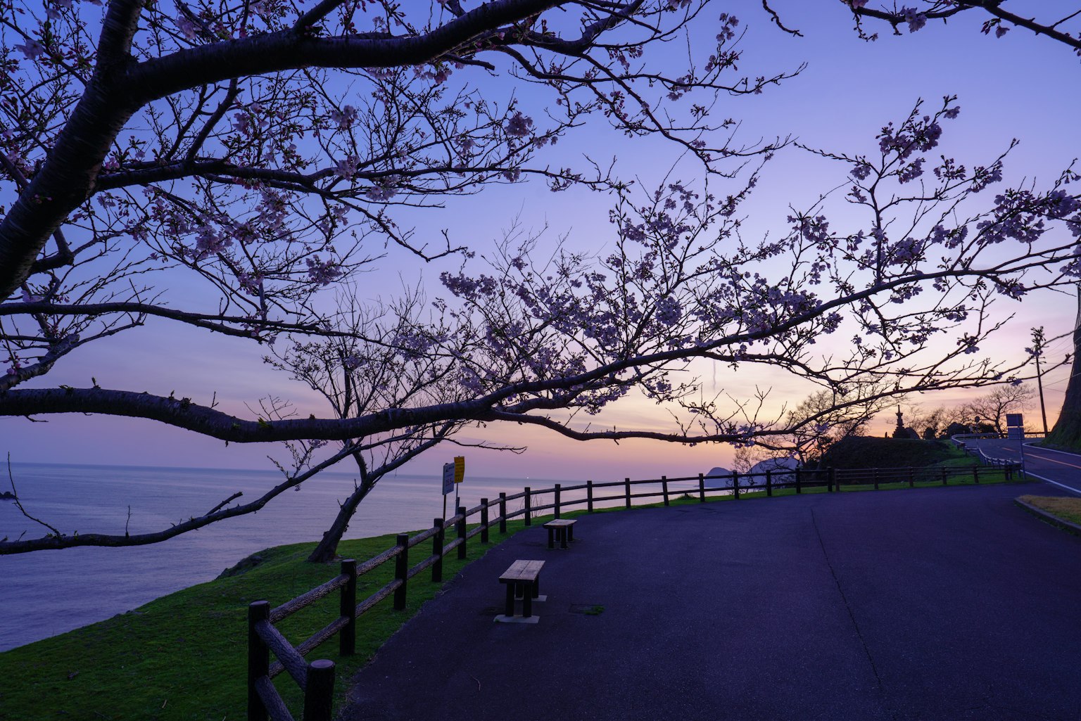 Pohon sakura saat senja dengan pemandangan laut jalan tenang dengan bangku