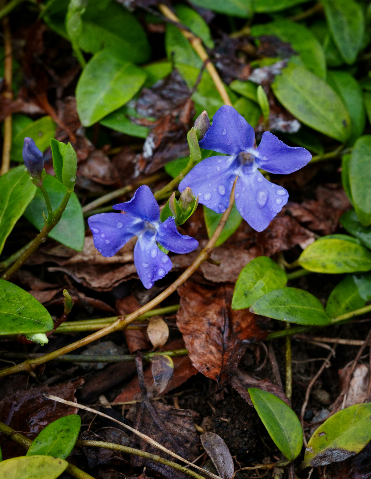 Fiori viola con gocce d'acqua tra foglie verdi