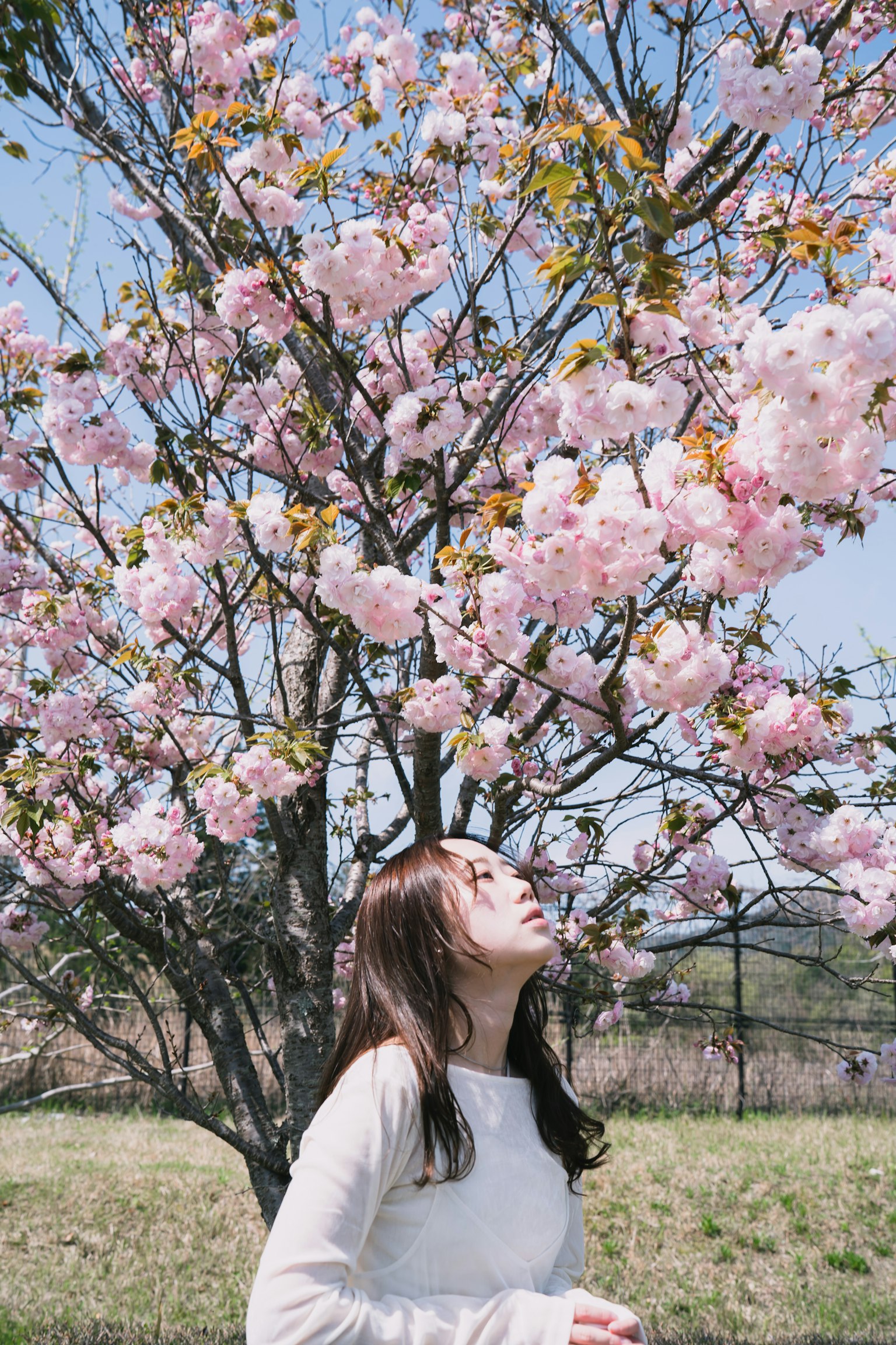 Una mujer mirando al cielo debajo de un cerezo en flor