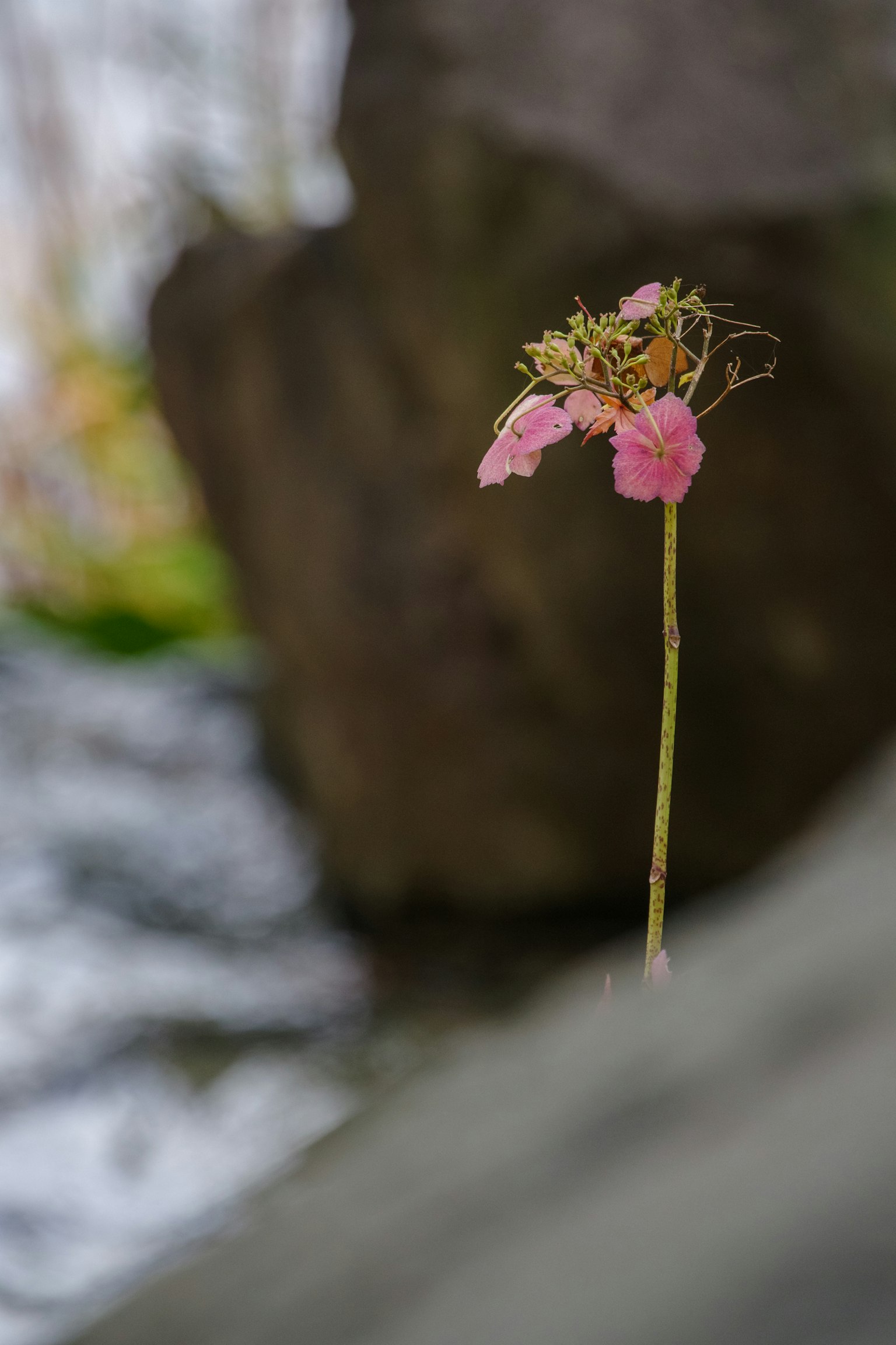 A delicate pink flower blooming on a slender stem with rocks and flowing water in the background