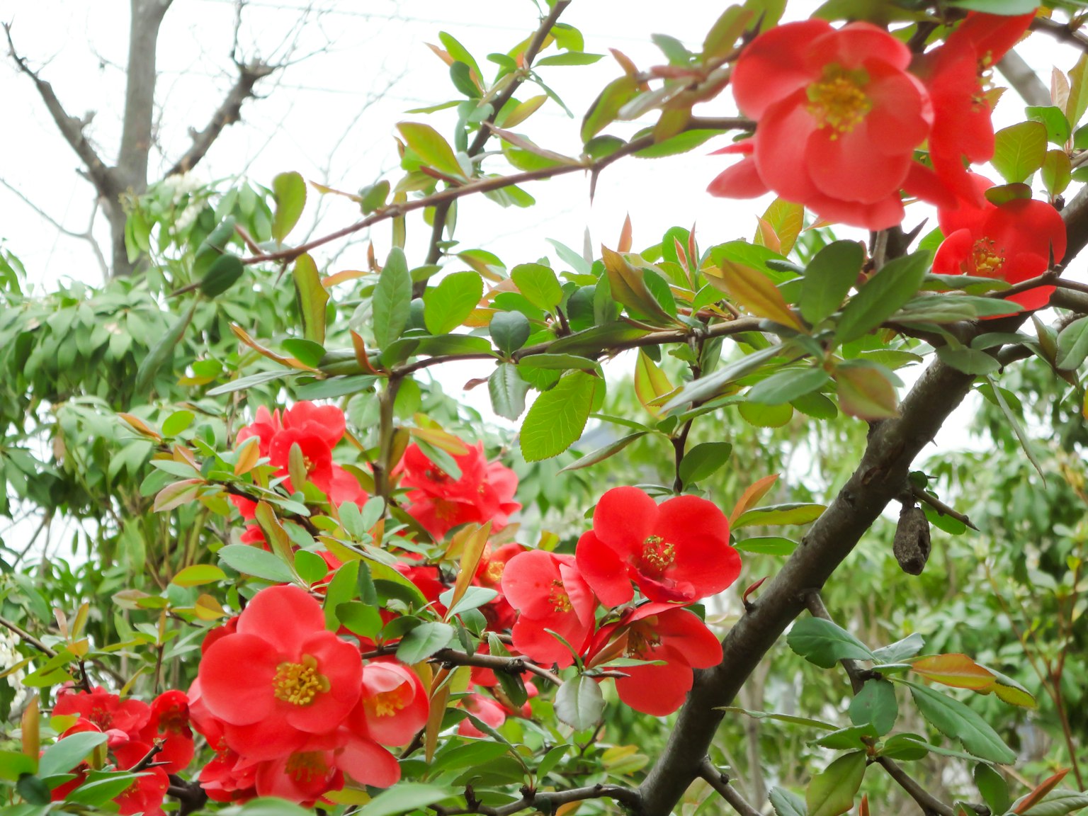 Fleurs rouges vibrantes sur une branche d'arbre avec des feuilles vertes