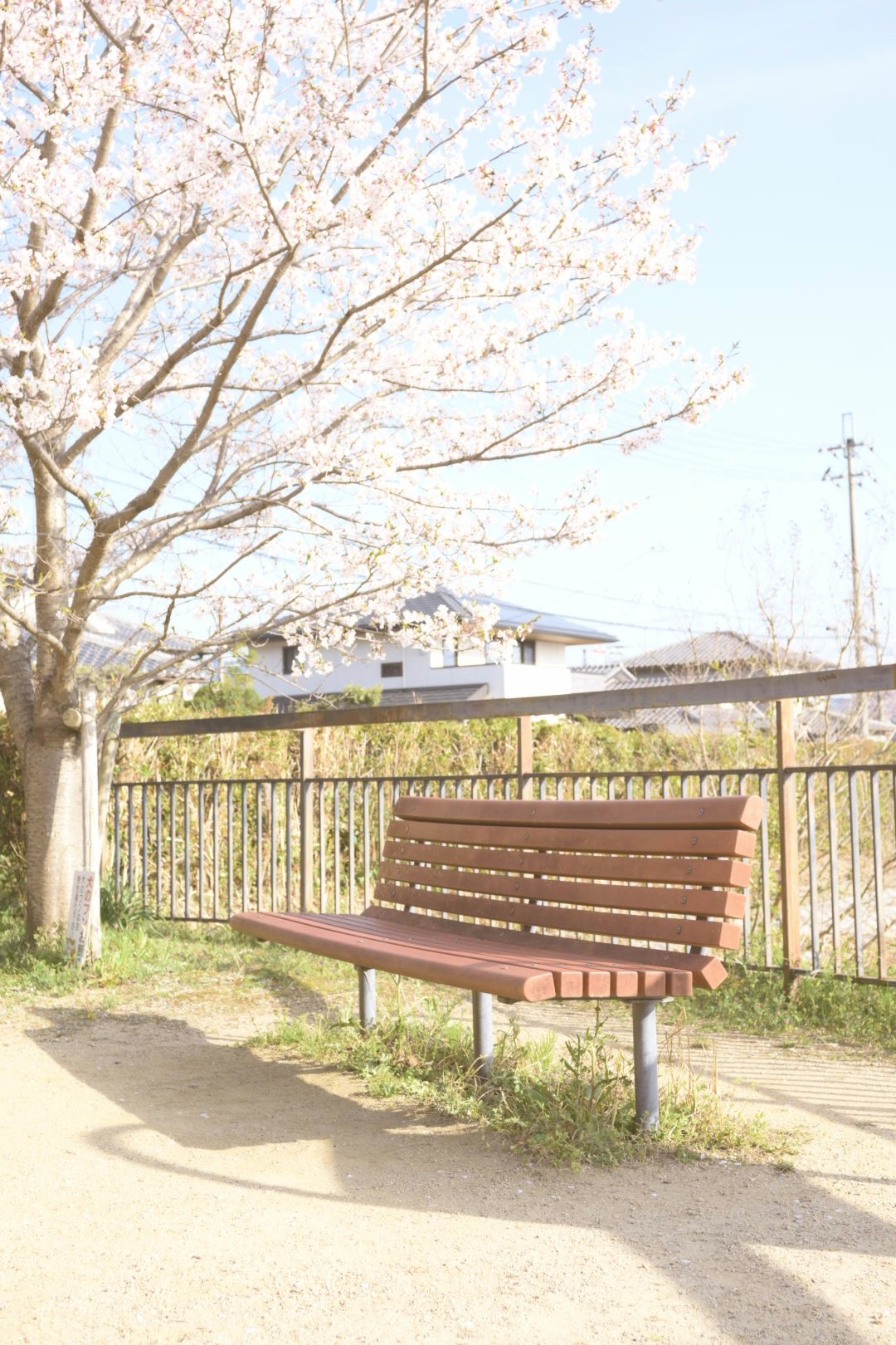桜の木の下にあるベンチとフェンスのある散歩道
