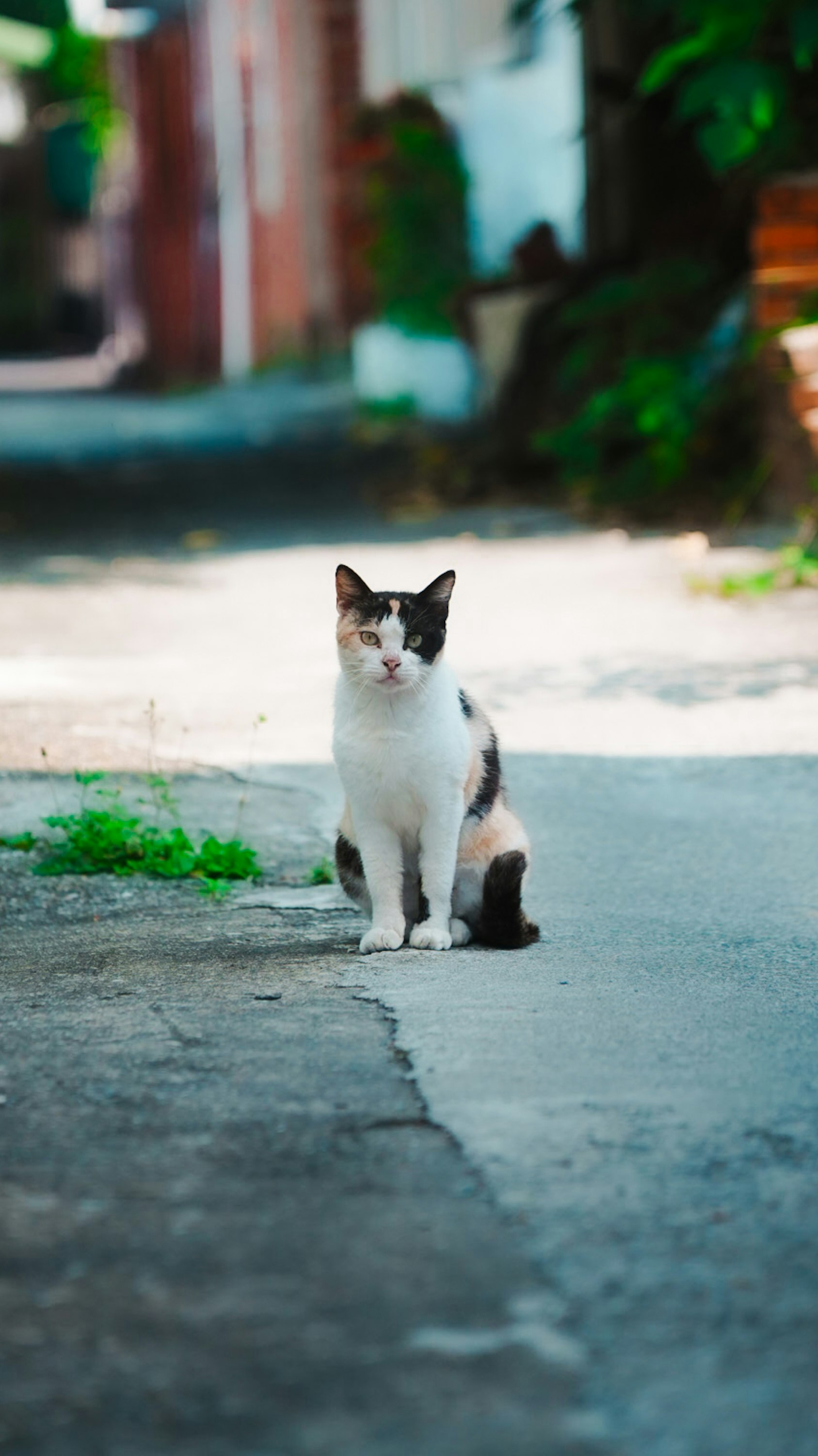 路地の石畳に座る白黒の猫