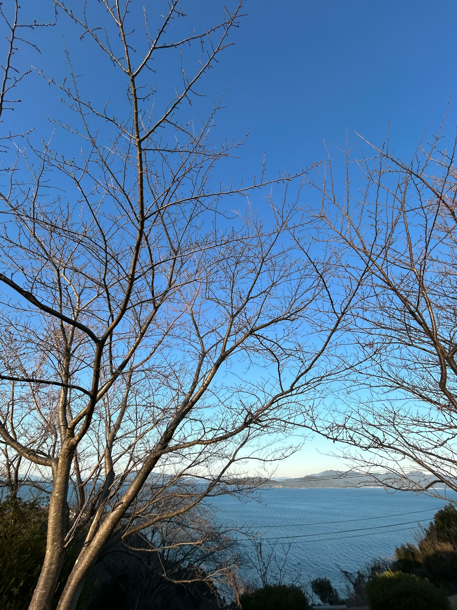 Rami di albero in inverno contro un cielo blu e l'oceano
