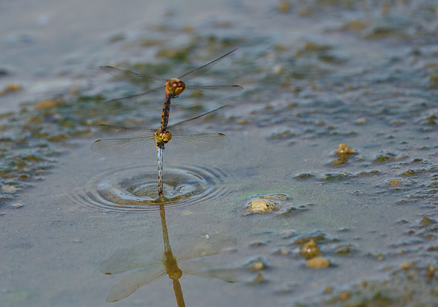 Image of a plant stem creating small ripples on the water surface