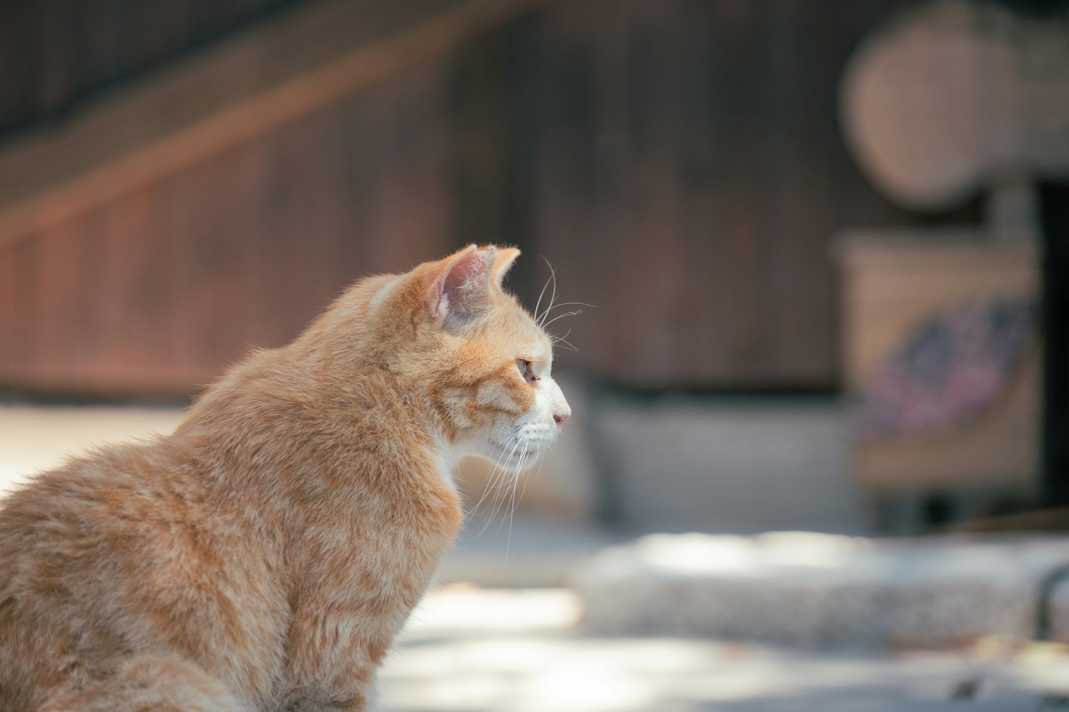 橙色猫侧坐在宁静的环境中