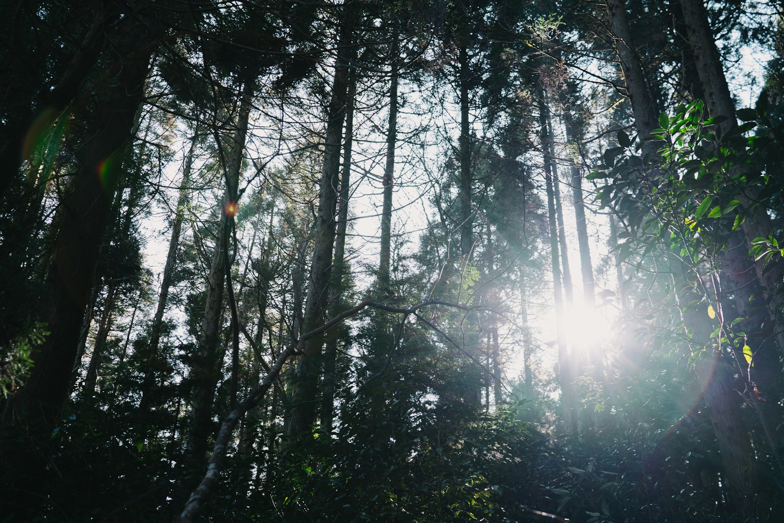 Paysage forestier magnifique avec la lumière du soleil filtrant à travers les arbres