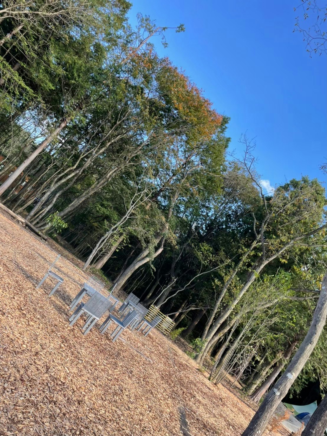枯れ草の斜面と木々が続く自然の風景
