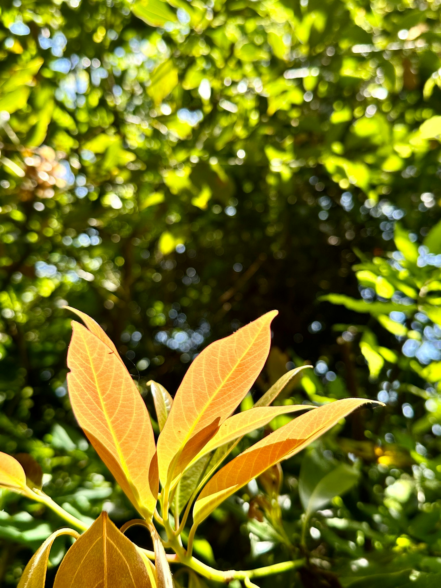 Feuilles vertes fraîches avec un arrière-plan vert vif