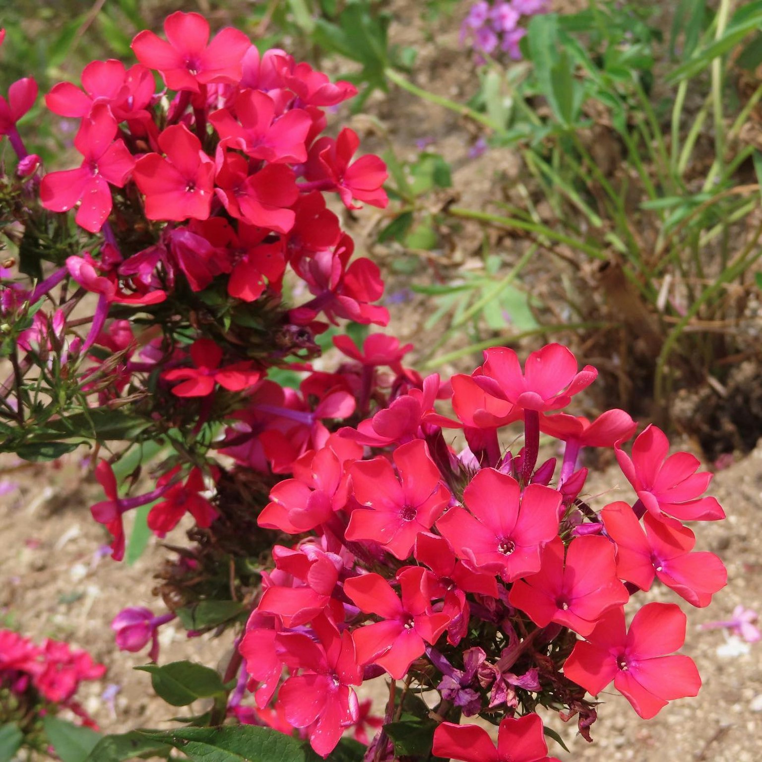 Vibrant red phlox flowers blooming in a garden setting