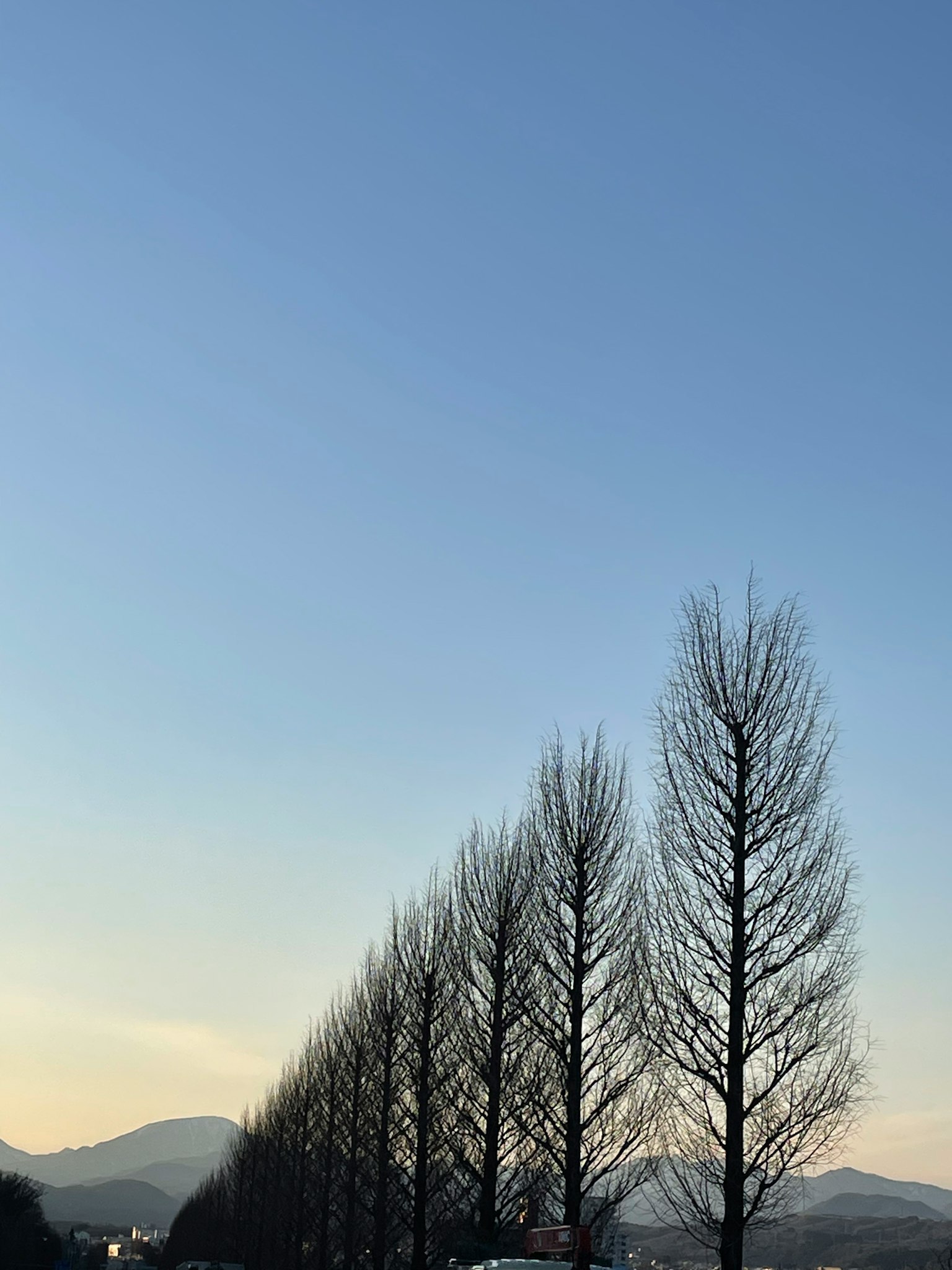 Row of slender trees against a blue sky and distant mountains
