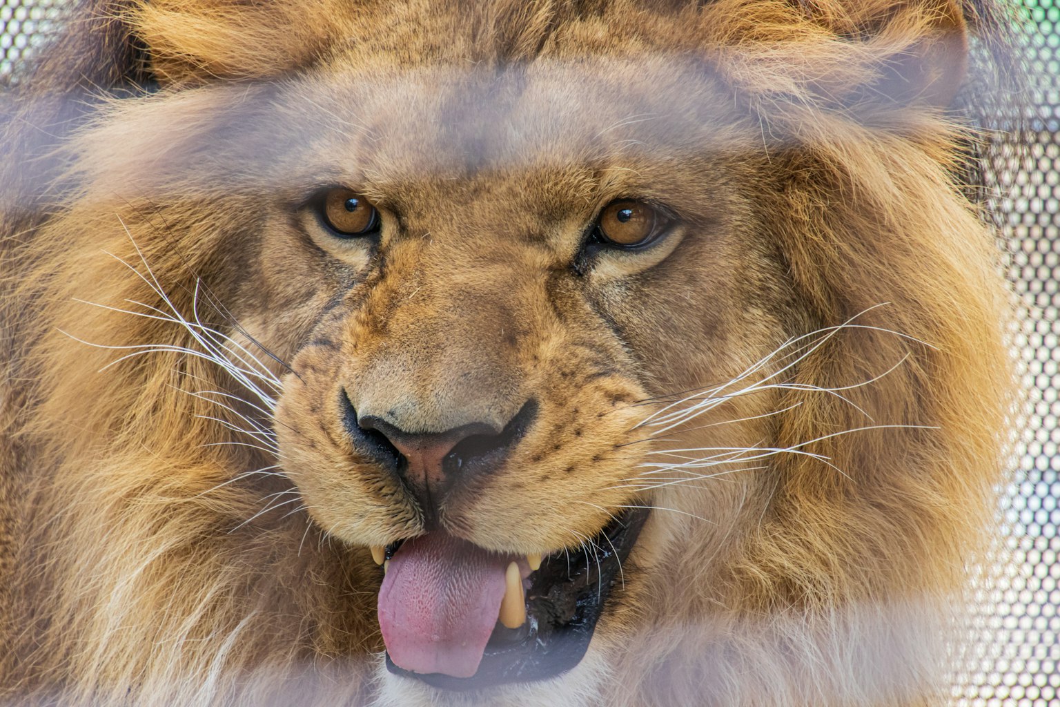 Close-up of a lion's face showcasing sharp eyes and detailed mane