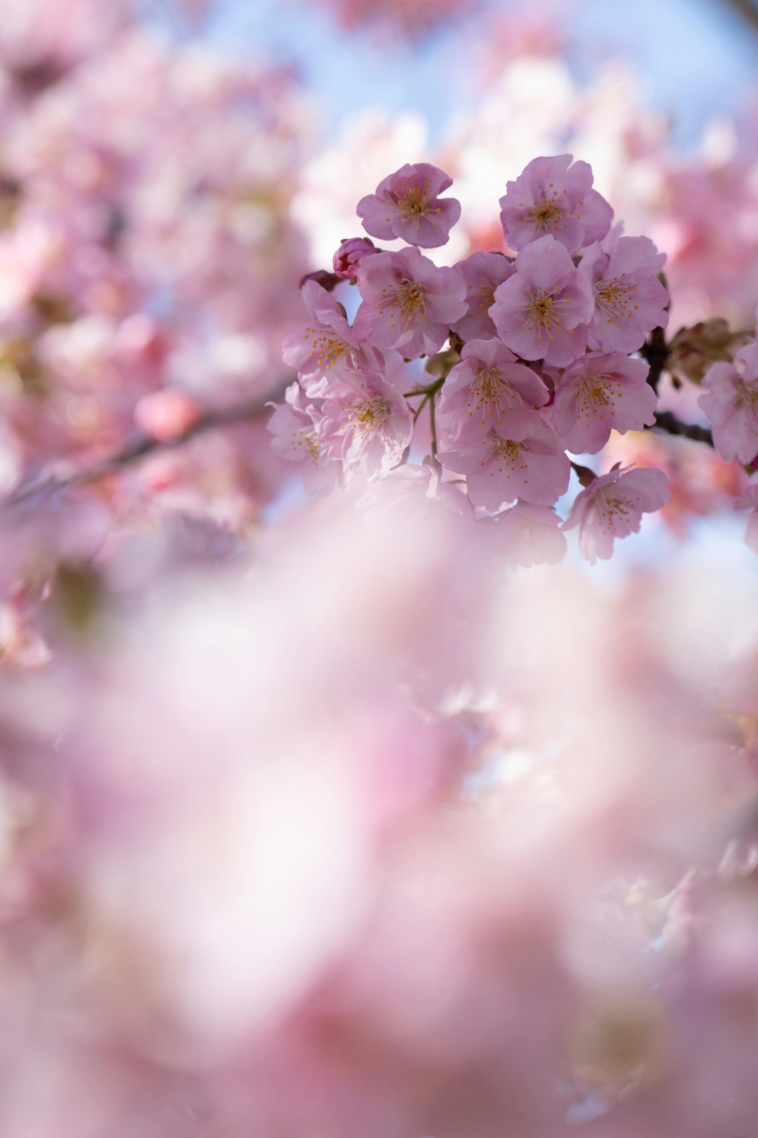 ดอกซากุระสีชมพูอ่อนบานในภาพเบลอที่สวยงาม