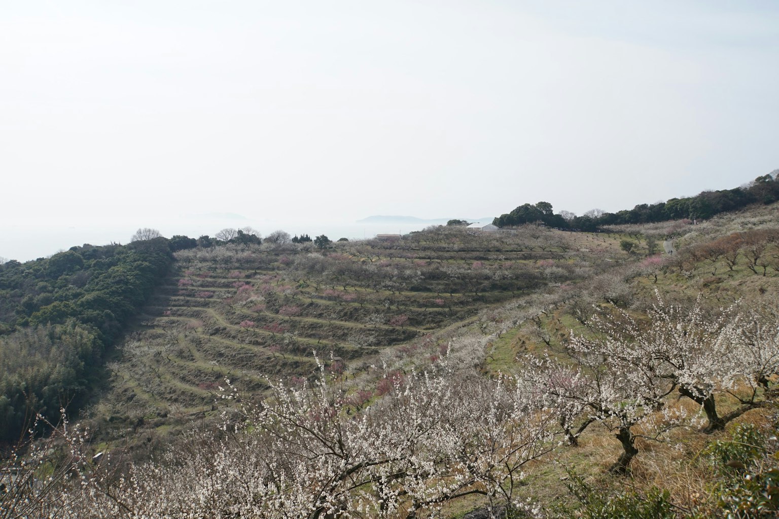 Colina expansiva con terrazas agrícolas organizadas