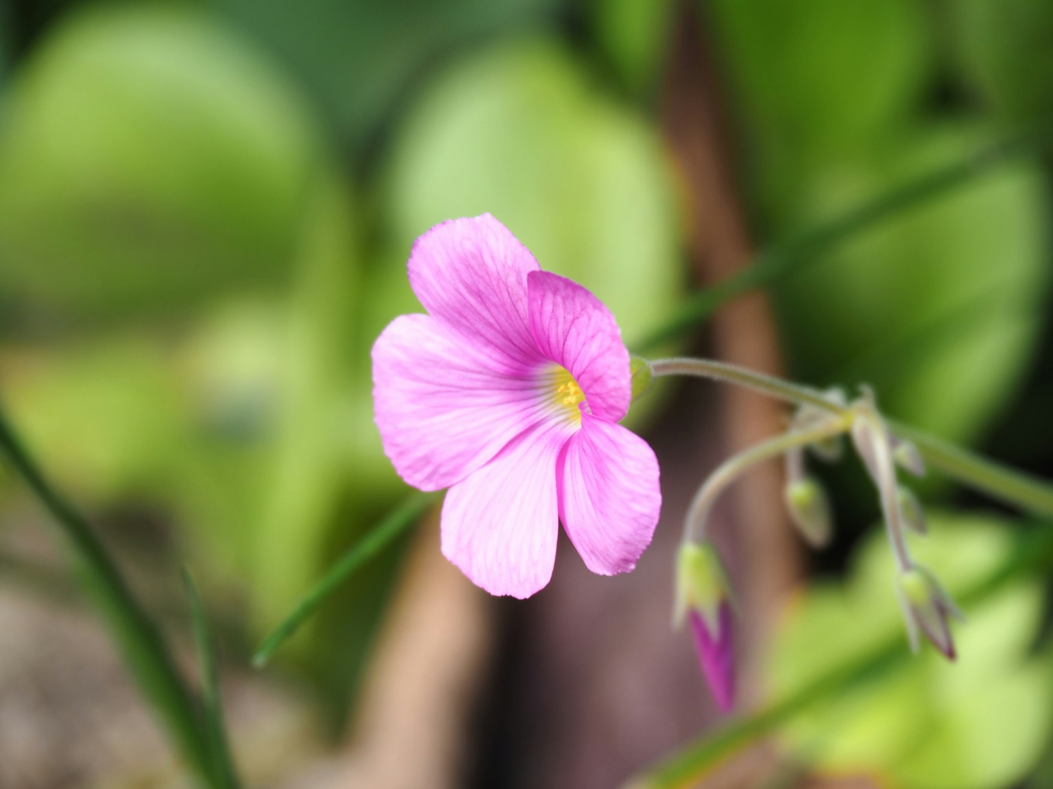 Một bông hoa hồng nhỏ nổi bật trên nền xanh