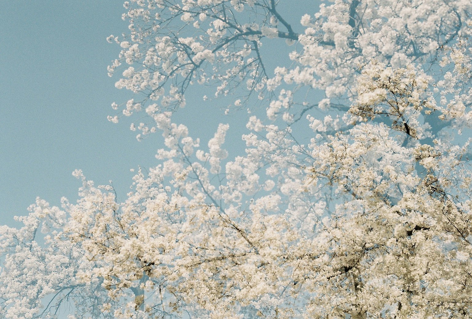 Primer plano de flores de cerezo blancas contra un cielo azul