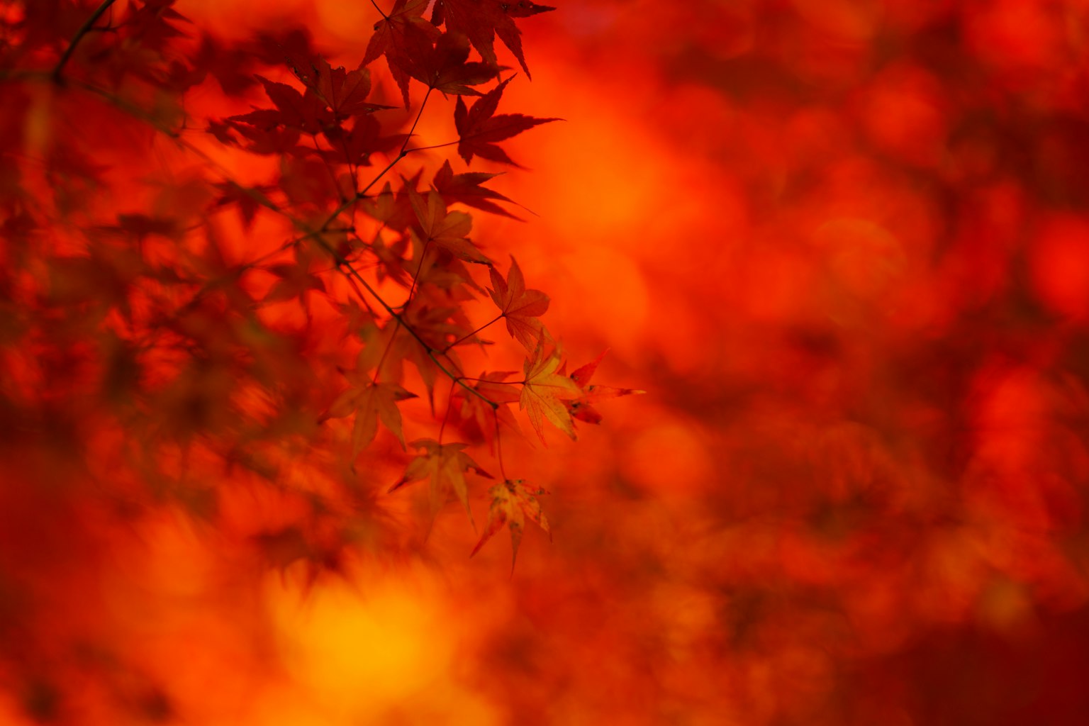 Bella scena autunnale con foglie rosse sfocate sullo sfondo