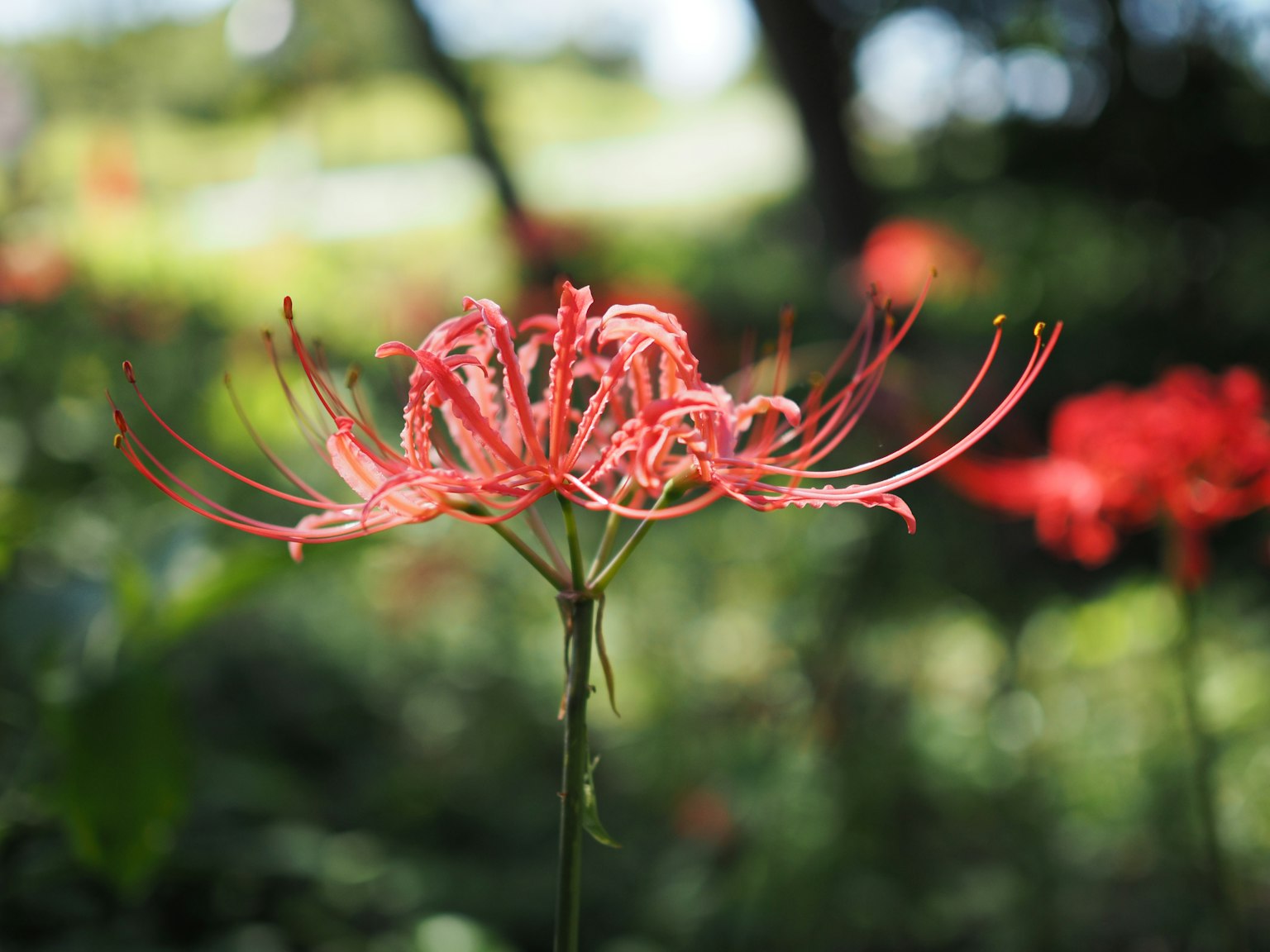 Un lys araignée rouge vif en pleine floraison avec un arrière-plan vert flou