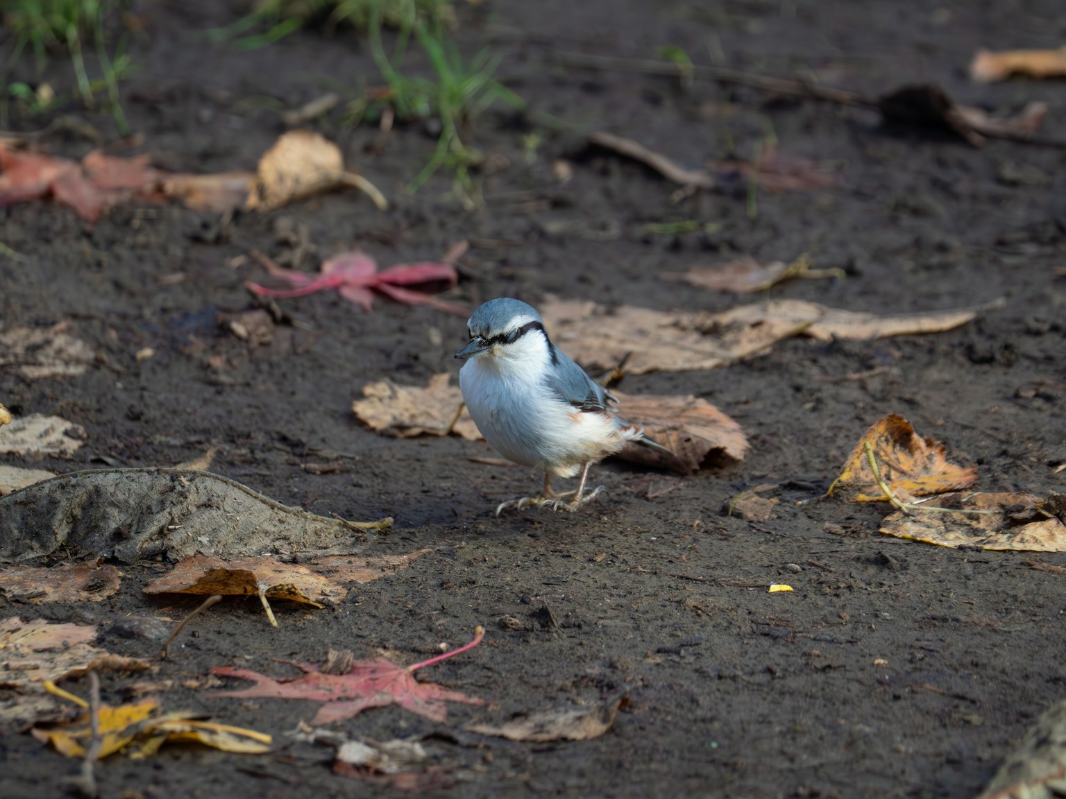 Un pájaro azul parado sobre hojas caídas