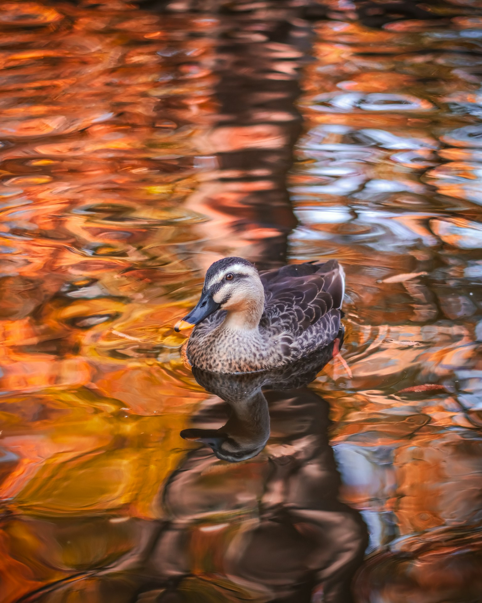 Duck floating on water with autumn colors reflected