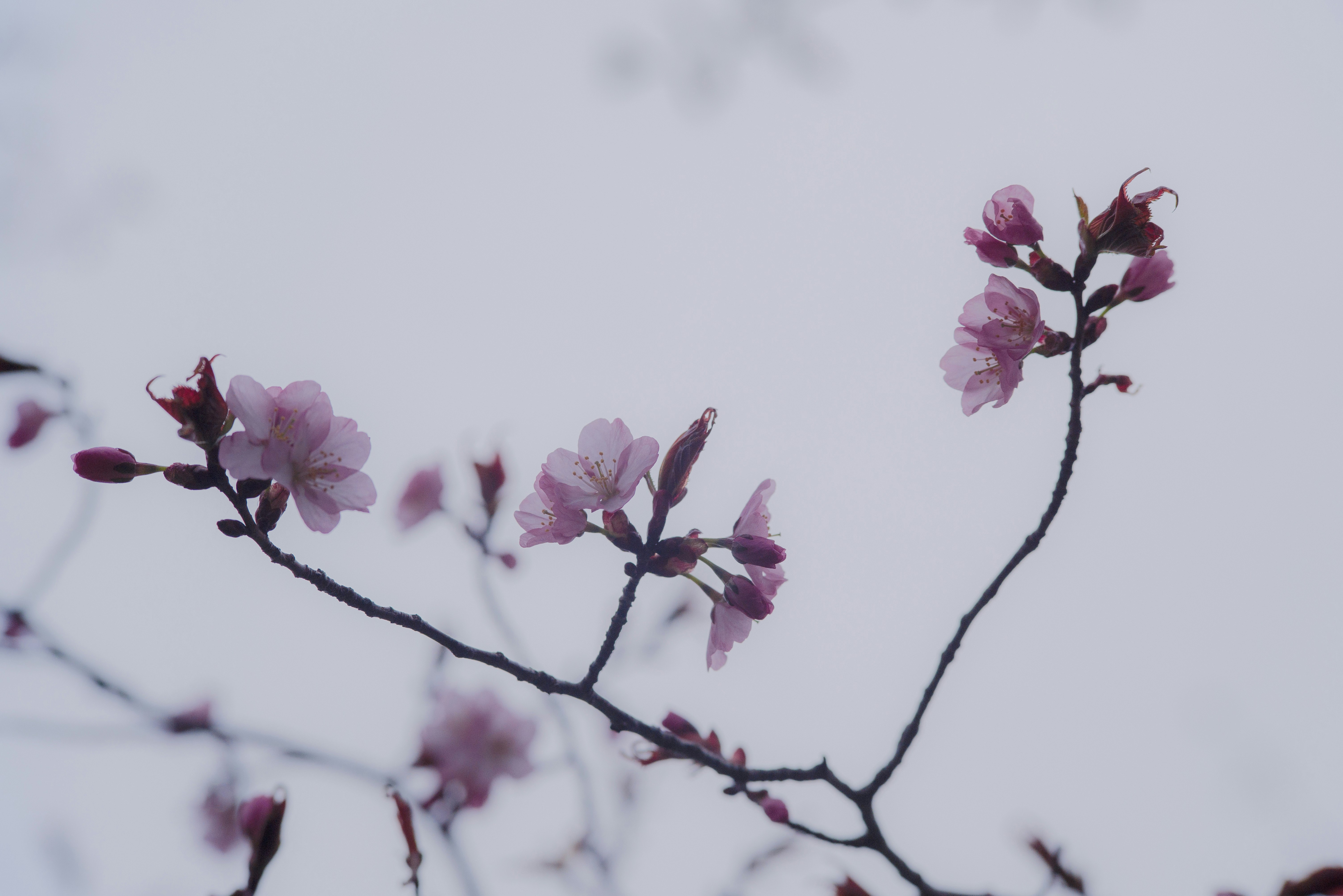 雪の中で咲く桜の枝先