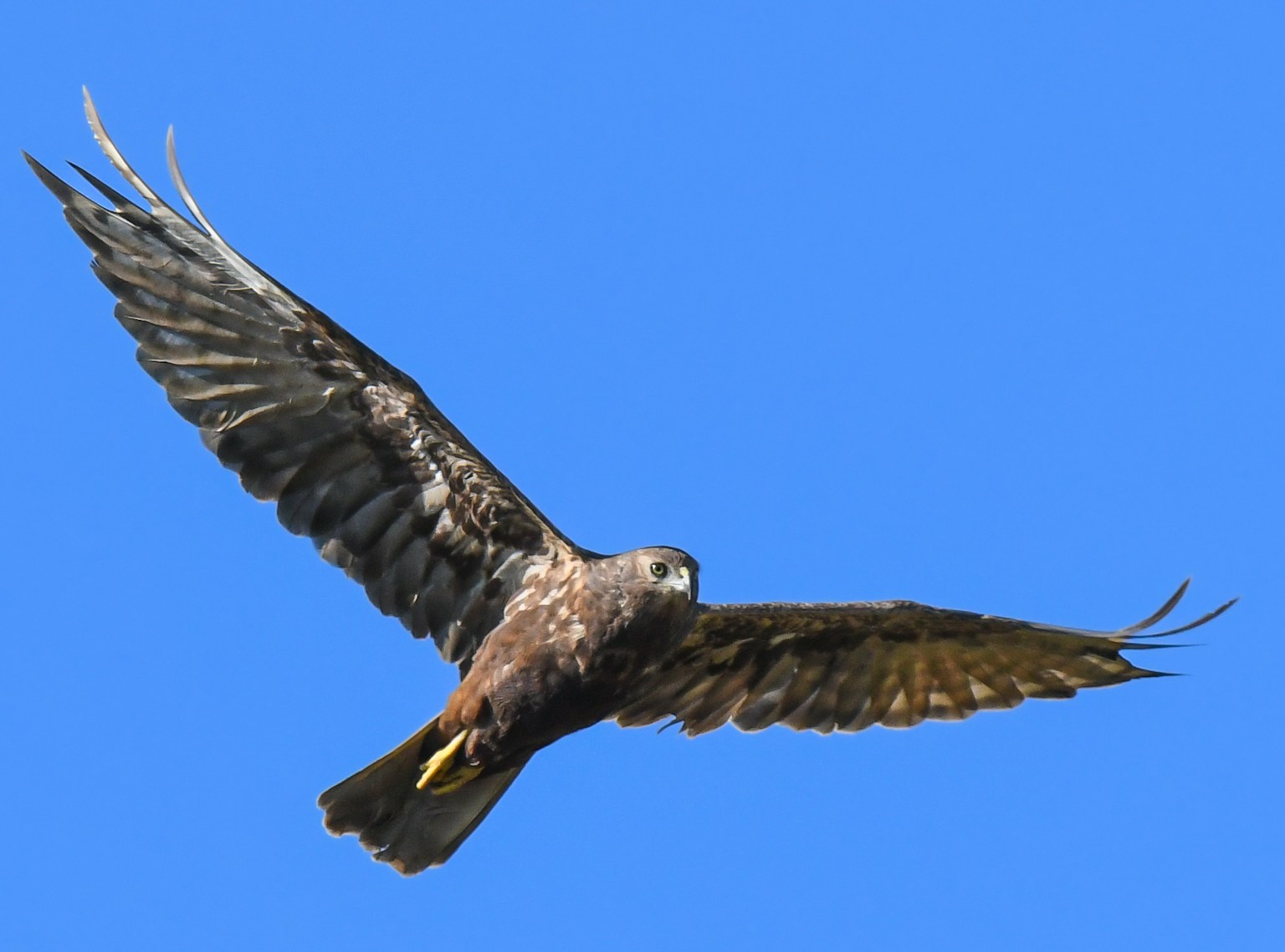 A hawk soaring against a blue sky with outstretched wings showcasing its majestic flight