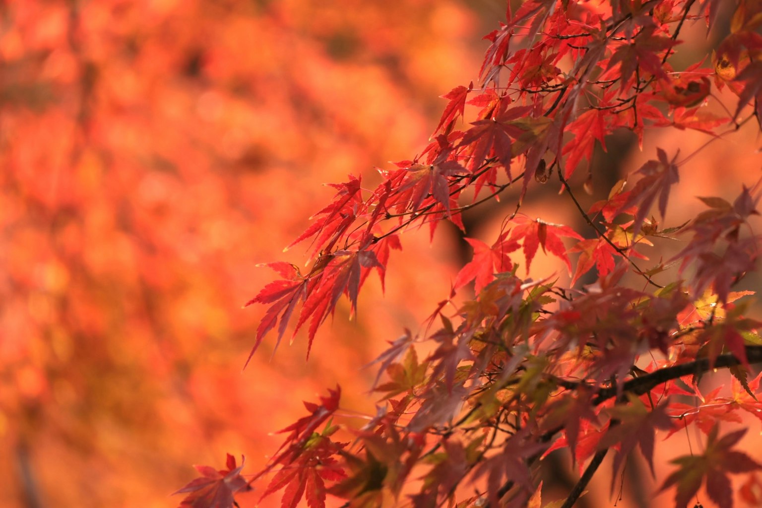 Belle foglie di acero nel fogliame autunnale