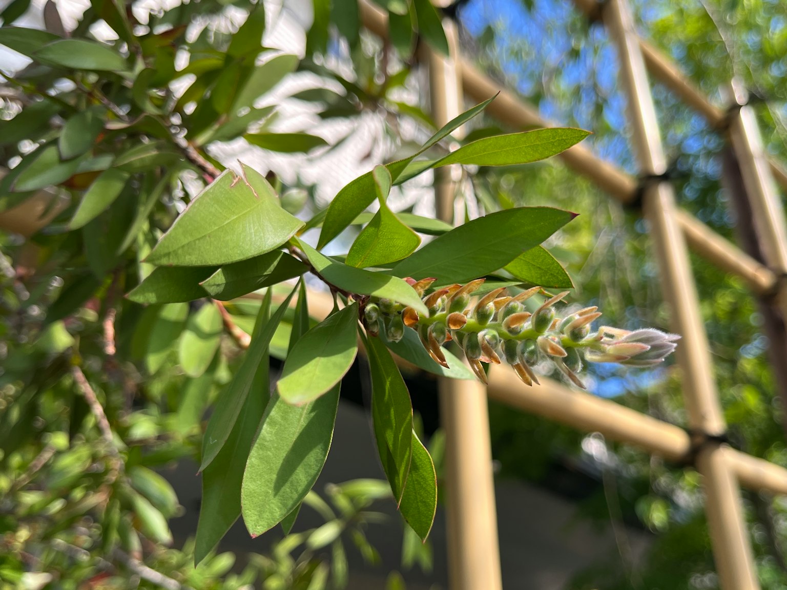 Cận cảnh của một cây với lá xanh và nụ hoa